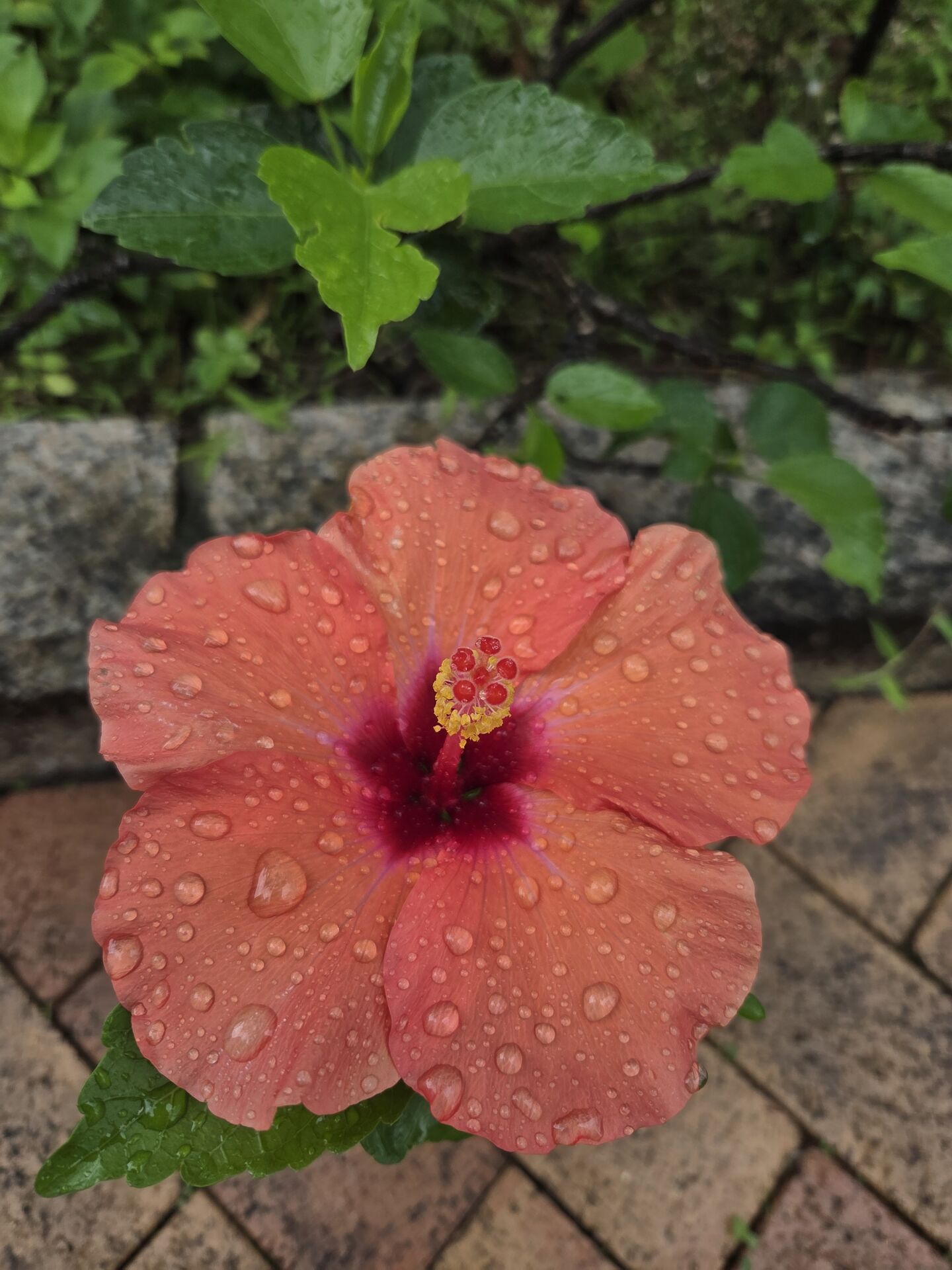https://www.fa.gov.hk/朱槿(扶桑、大紅花)