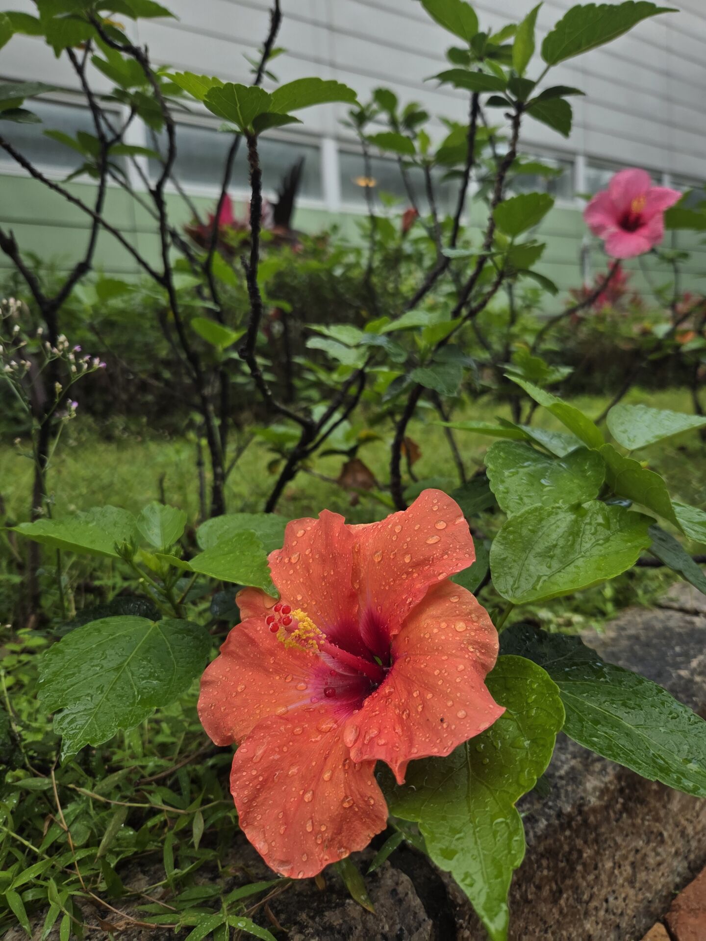https://www.fa.gov.hk/朱槿(扶桑、大紅花)