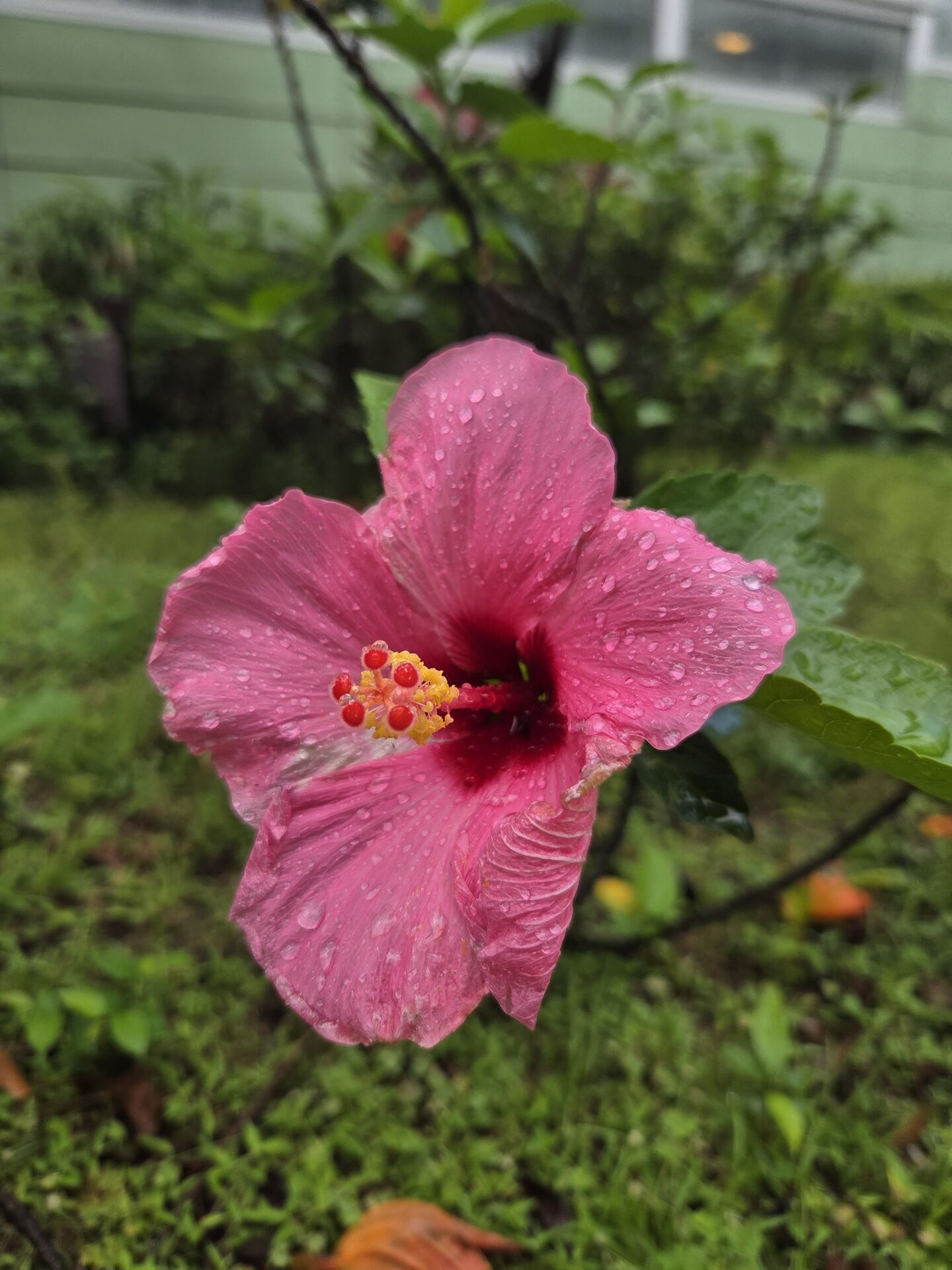 https://www.fa.gov.hk/朱槿(扶桑、大紅花)