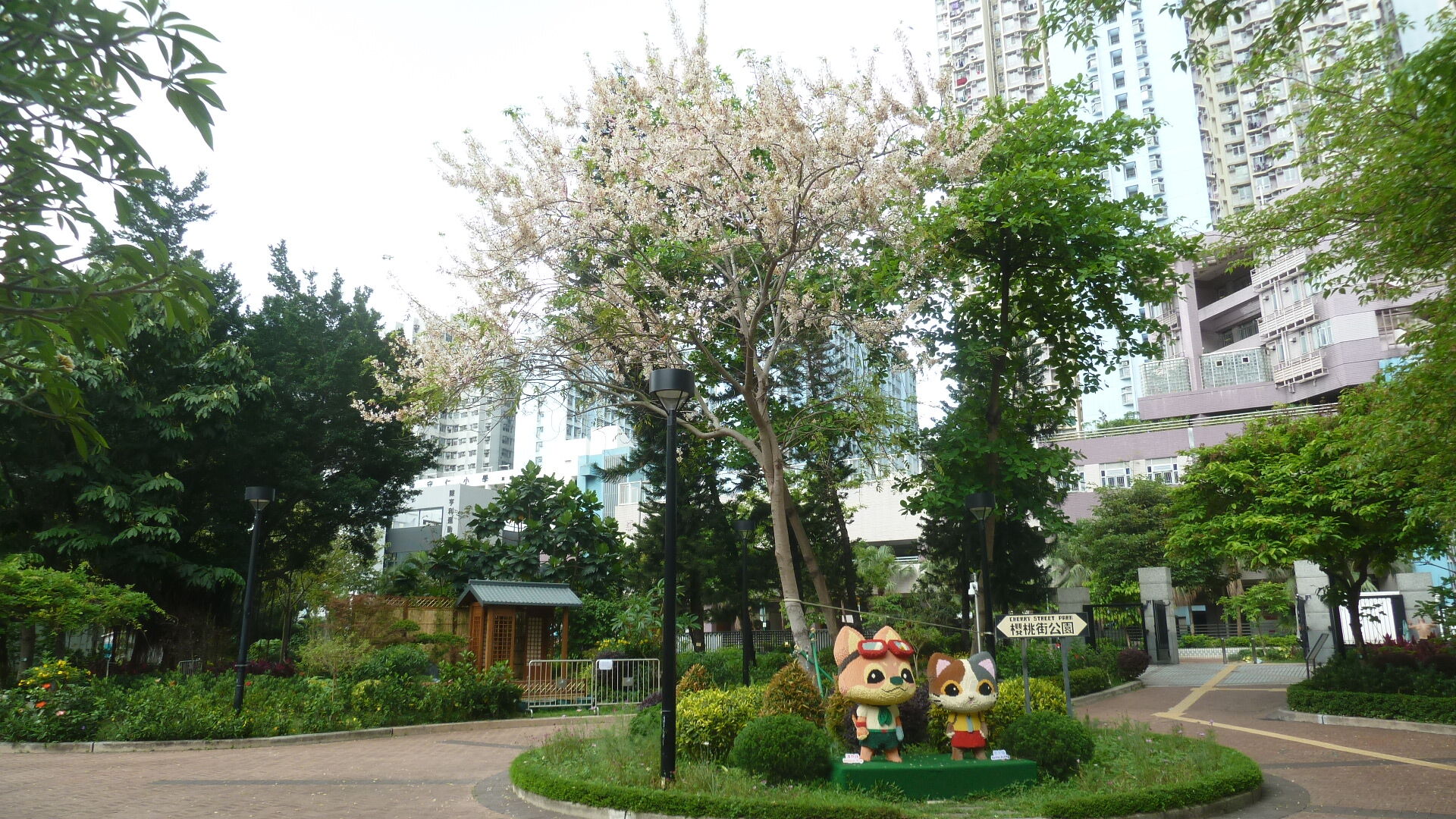https://www.fa.gov.hk/花旗木
