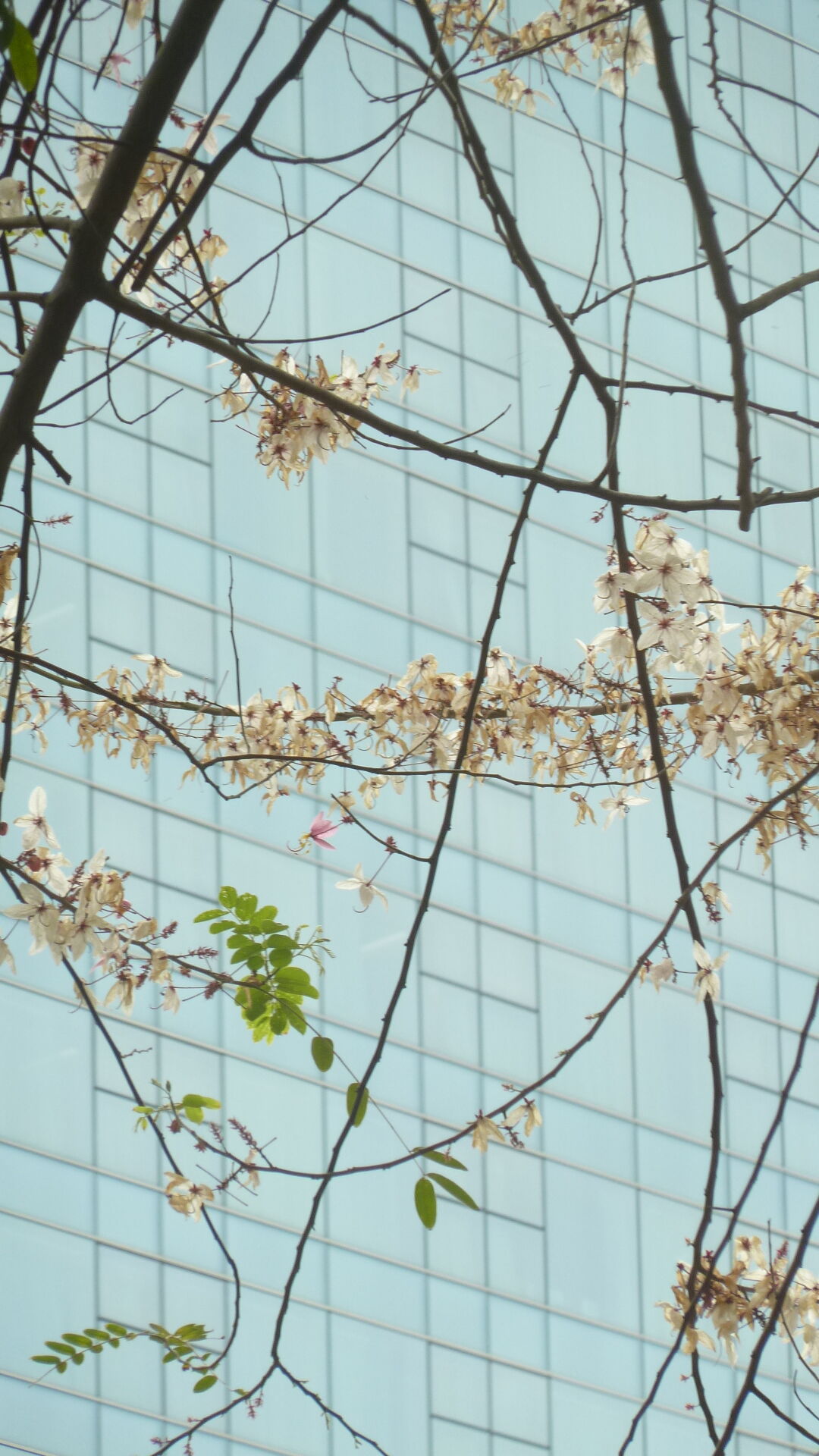 https://www.fa.gov.hk/花旗木