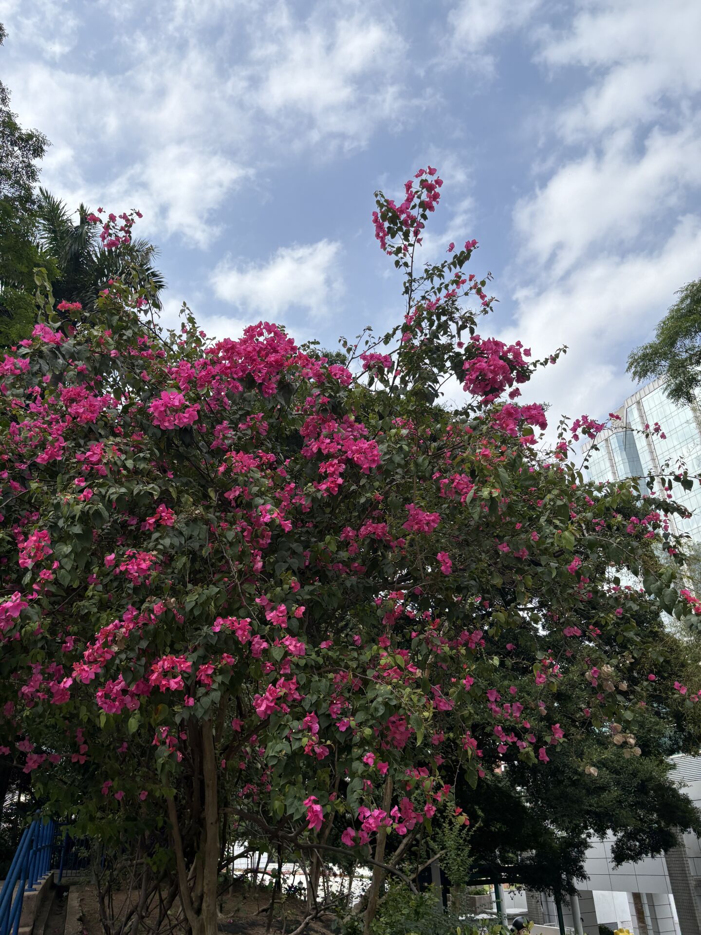 https://www.fa.gov.hk/葉子花(簕杜鵑)