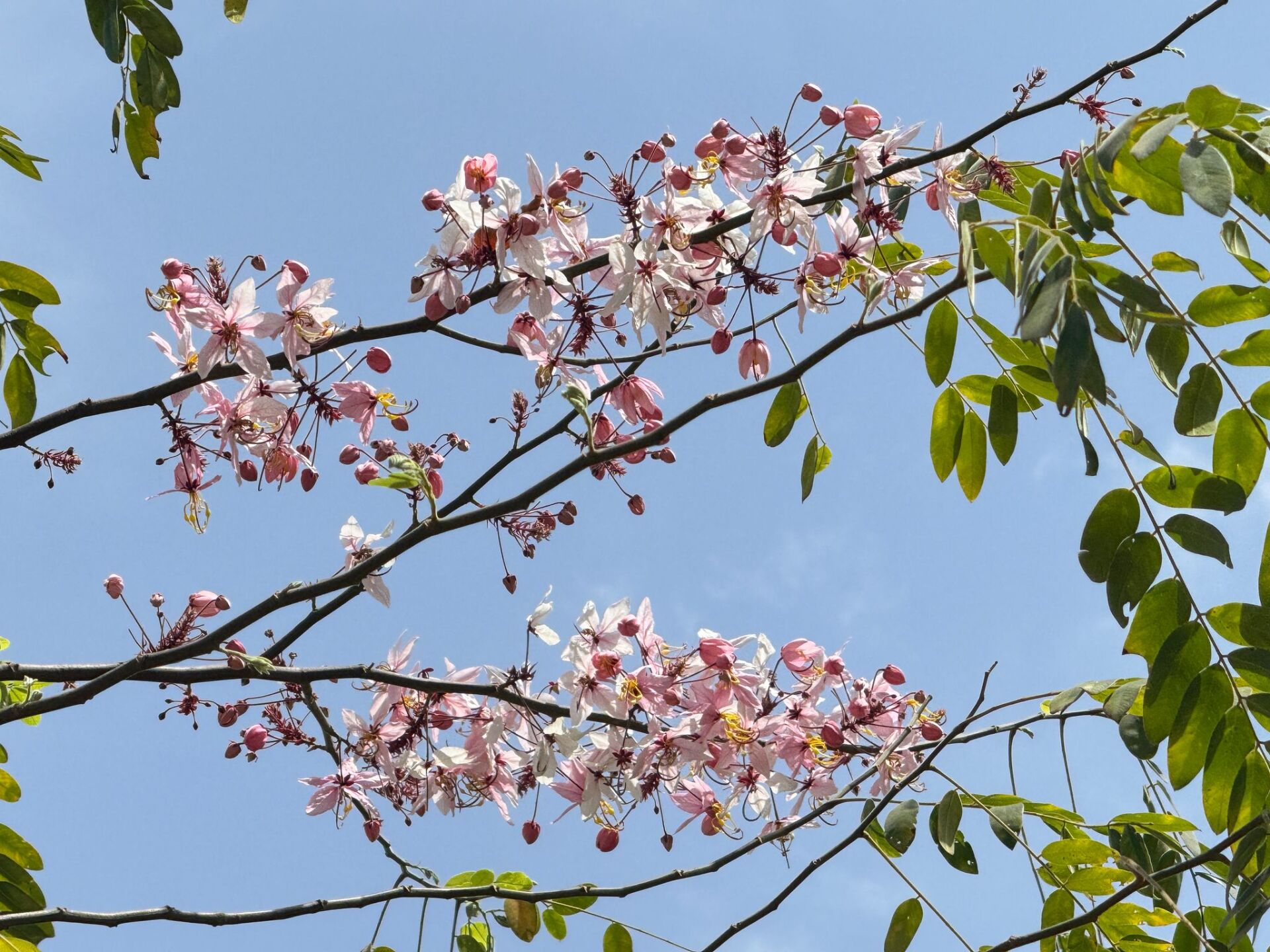 https://www.fa.gov.hk/花旗木
