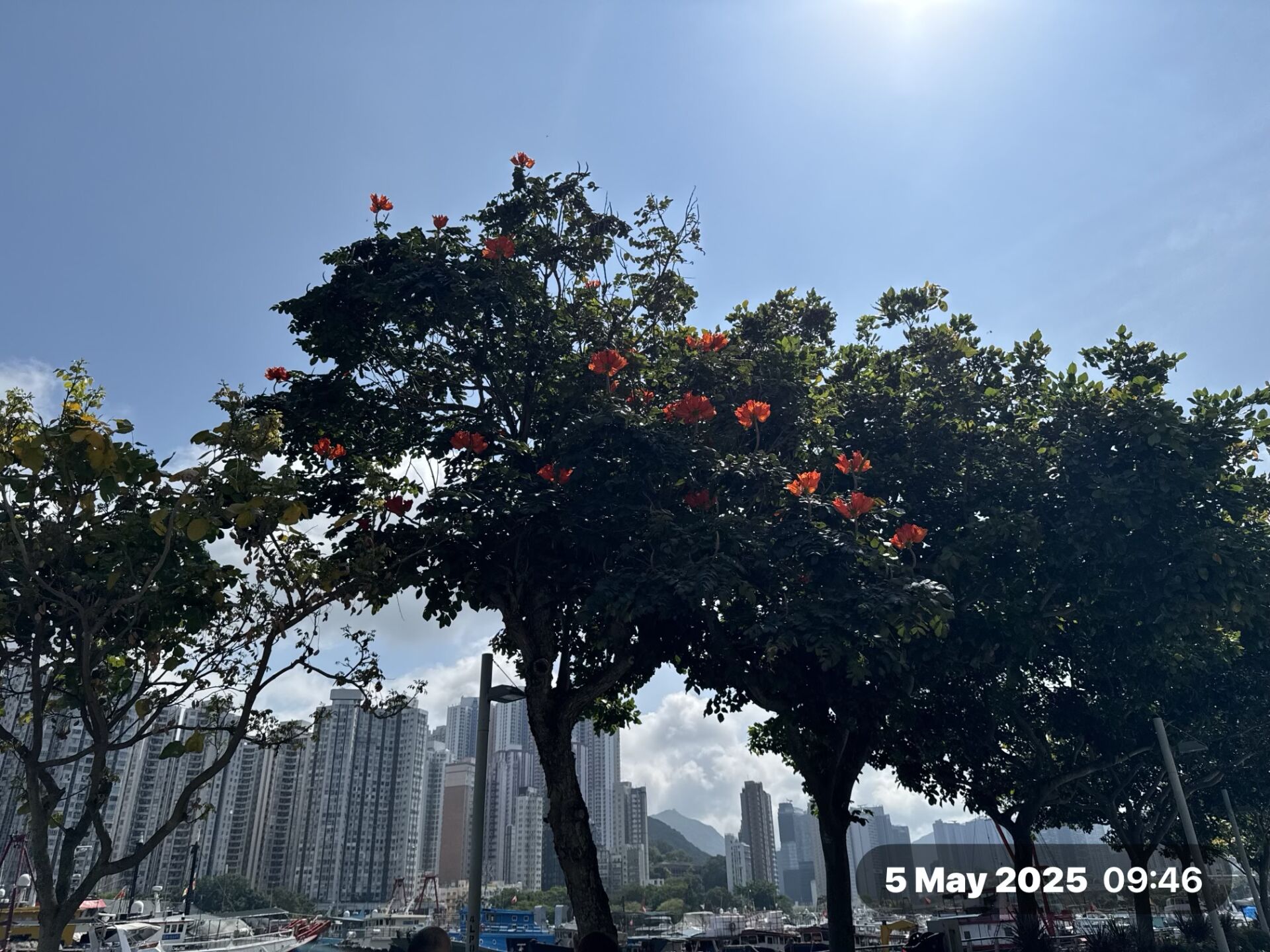 https://www.fa.gov.hk/火焰樹