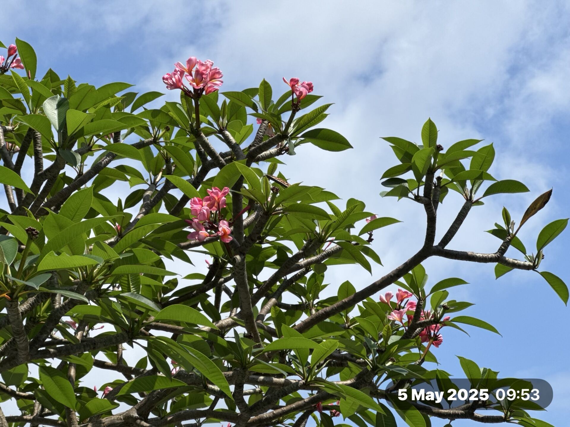 https://www.fa.gov.hk/紅雞蛋花
