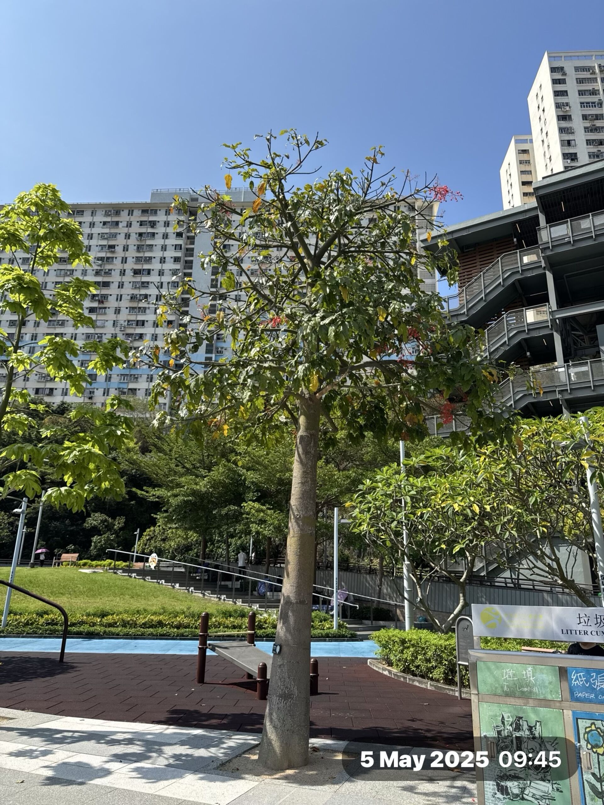 https://www.fa.gov.hk/槭葉蘋婆