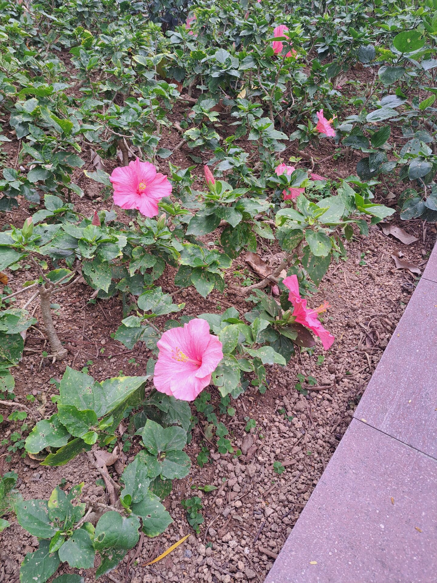 https://www.fa.gov.hk/朱槿(扶桑、大紅花)