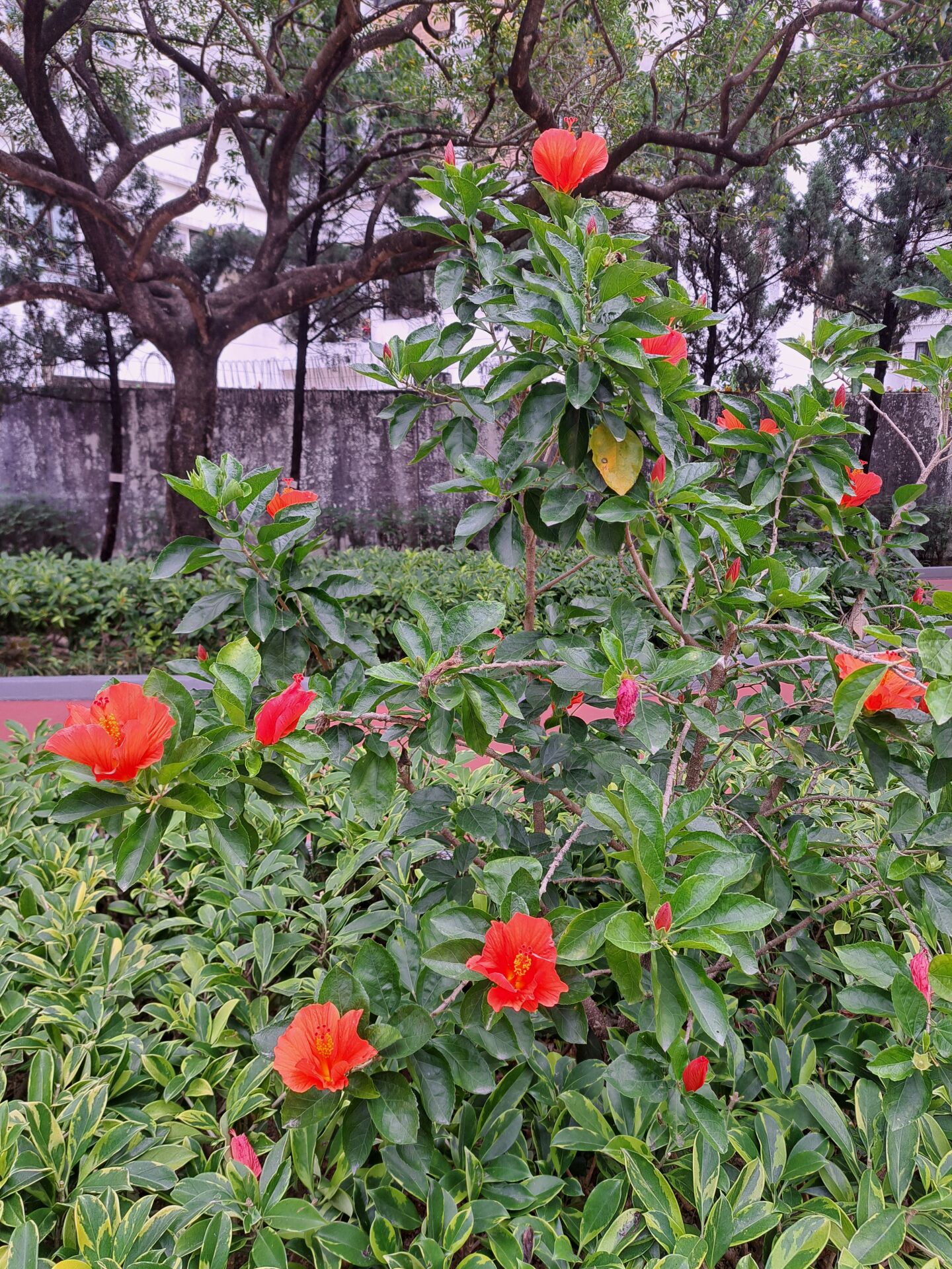 https://www.fa.gov.hk/朱槿(扶桑、大紅花)