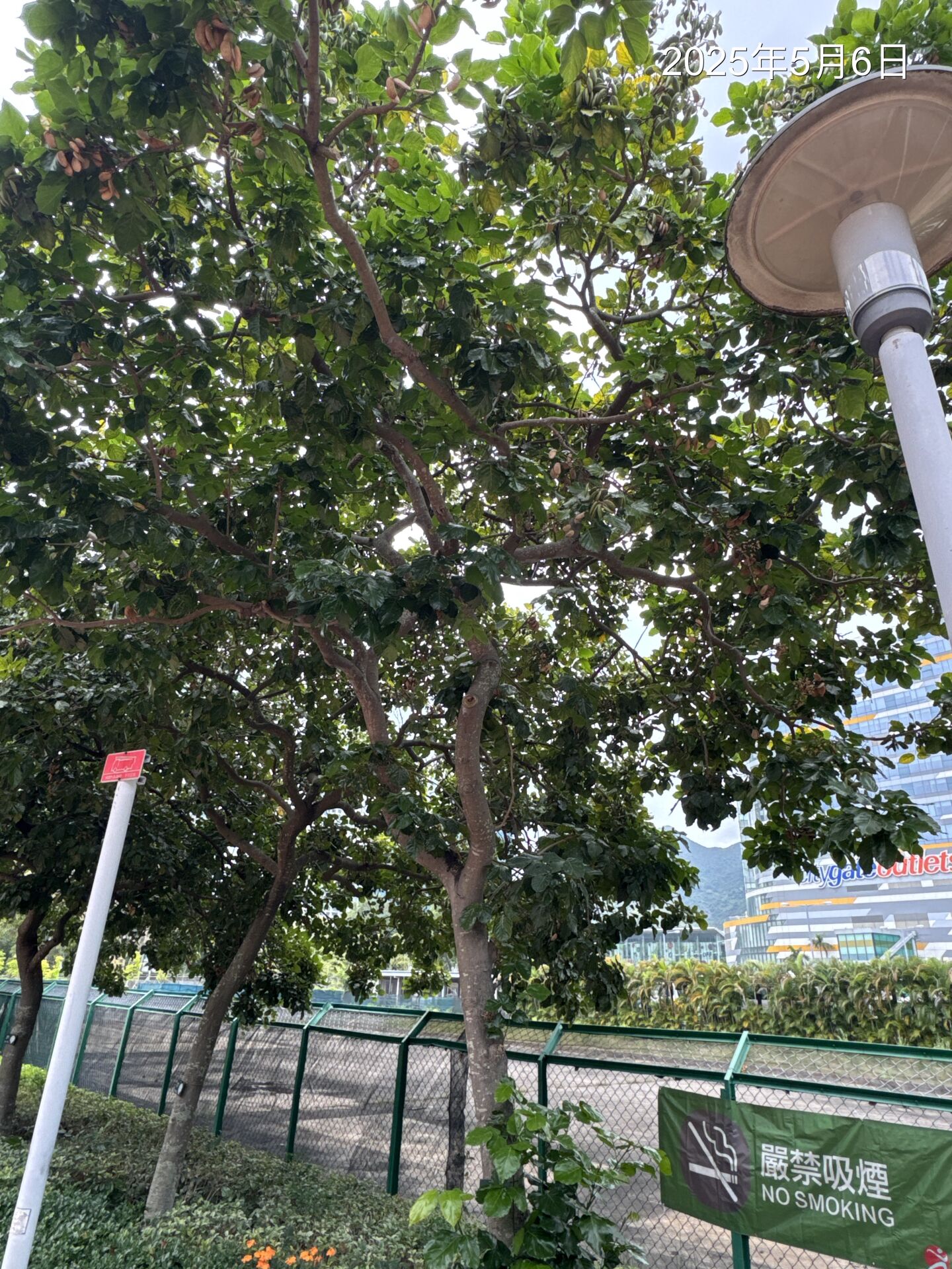 https://www.fa.gov.hk/水黃皮