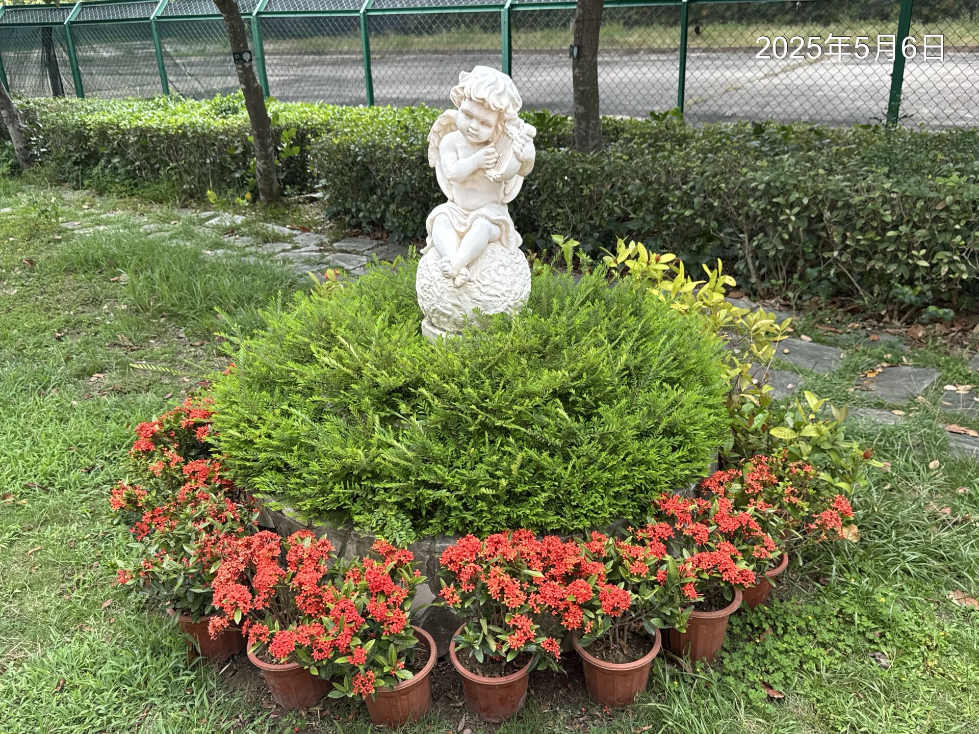 https://www.fa.gov.hk/細葉龍船花