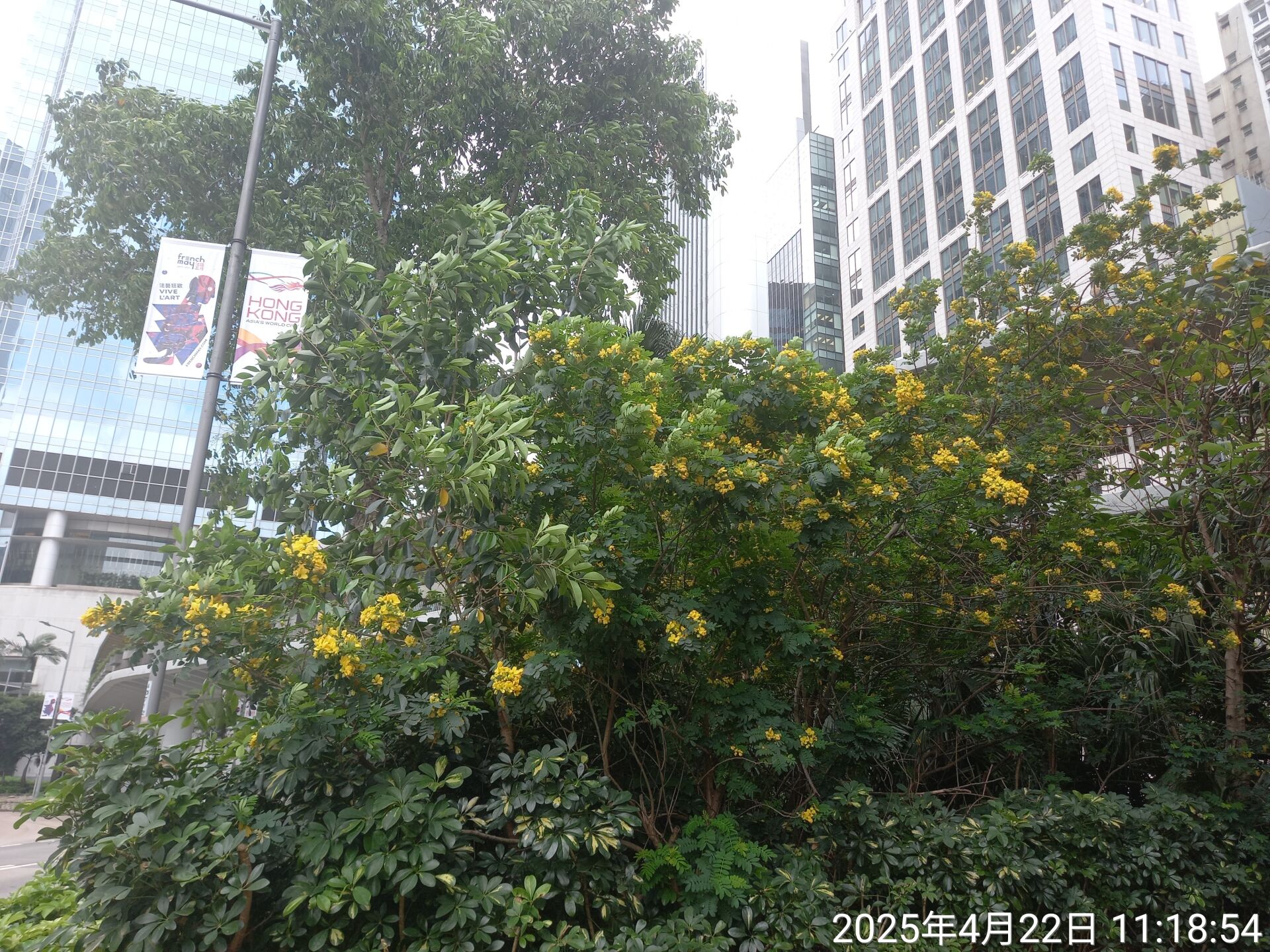 https://www.fa.gov.hk/黃槐決明