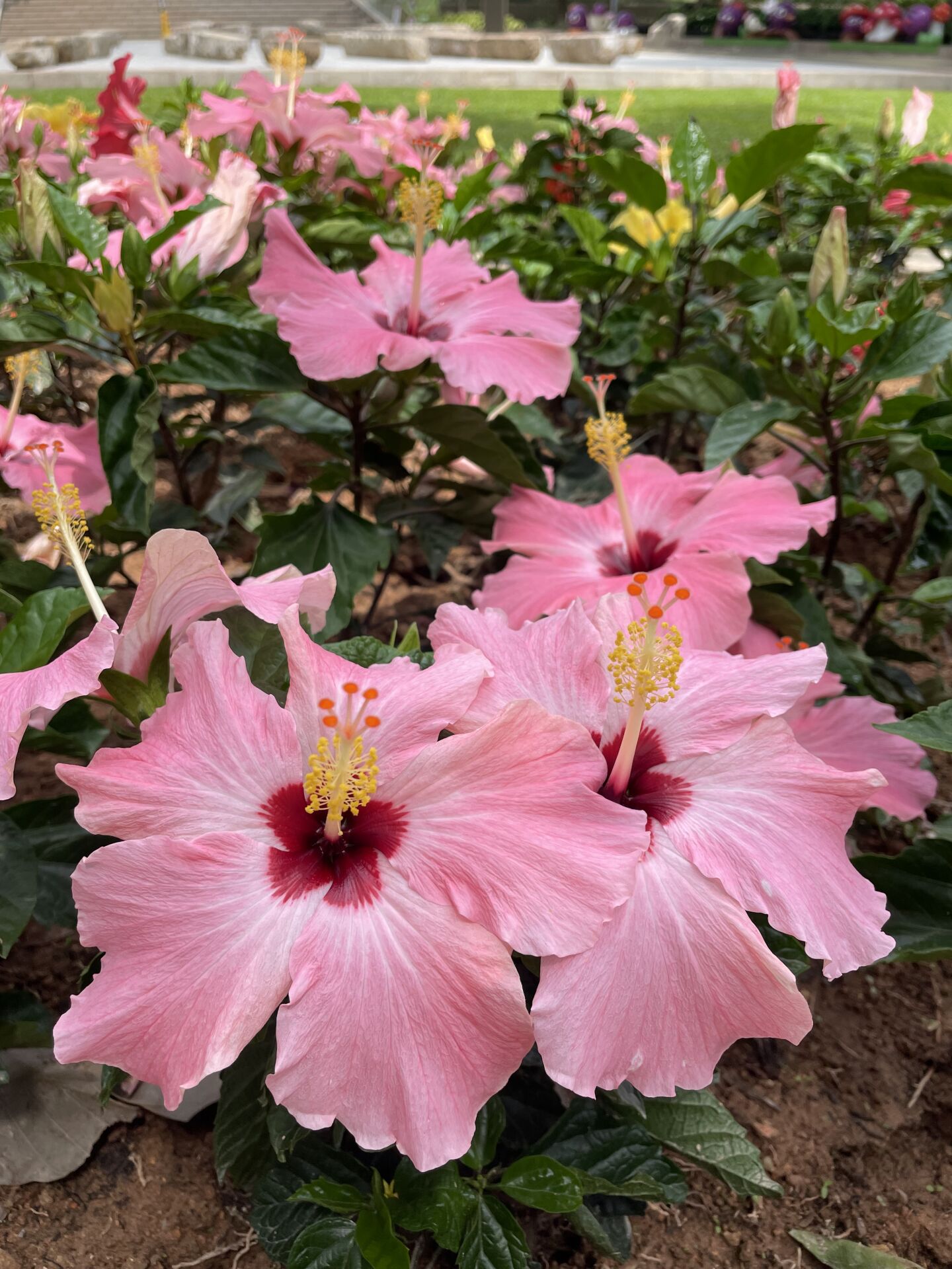 https://www.fa.gov.hk/朱槿(扶桑、大紅花)