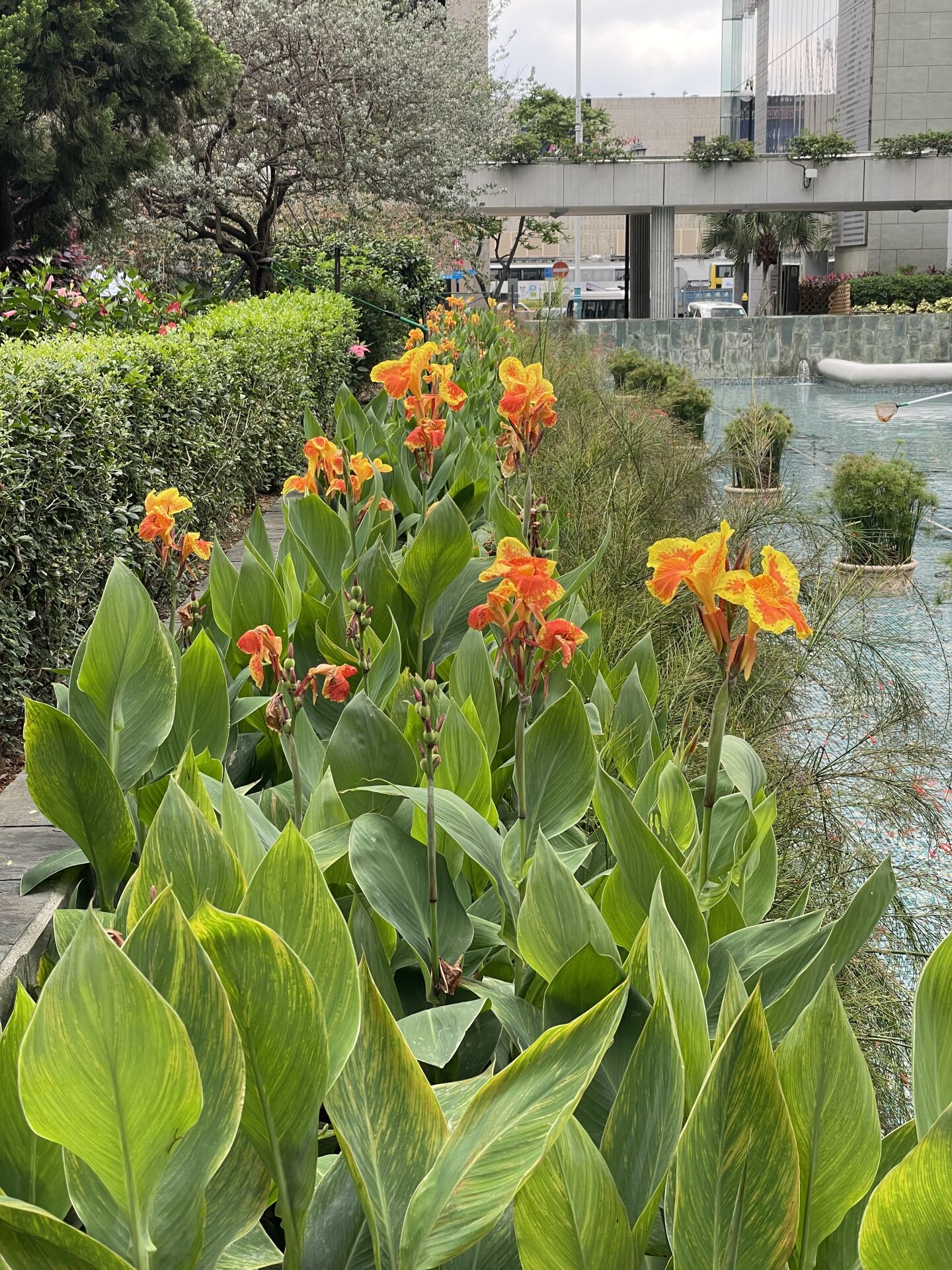 https://www.fa.gov.hk/花葉美人蕉