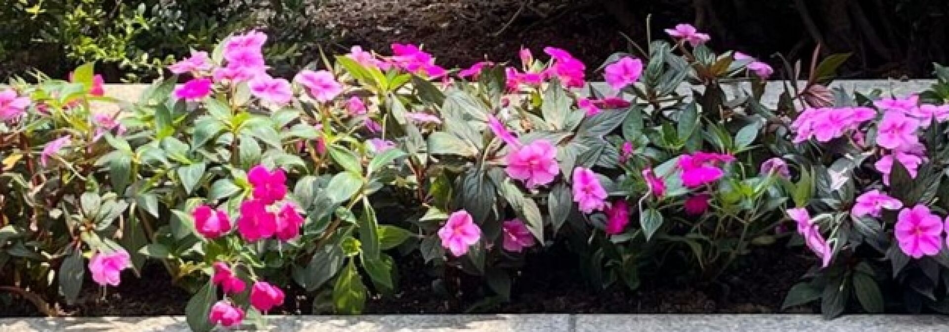 https://www.fa.gov.hk/鳳仙花