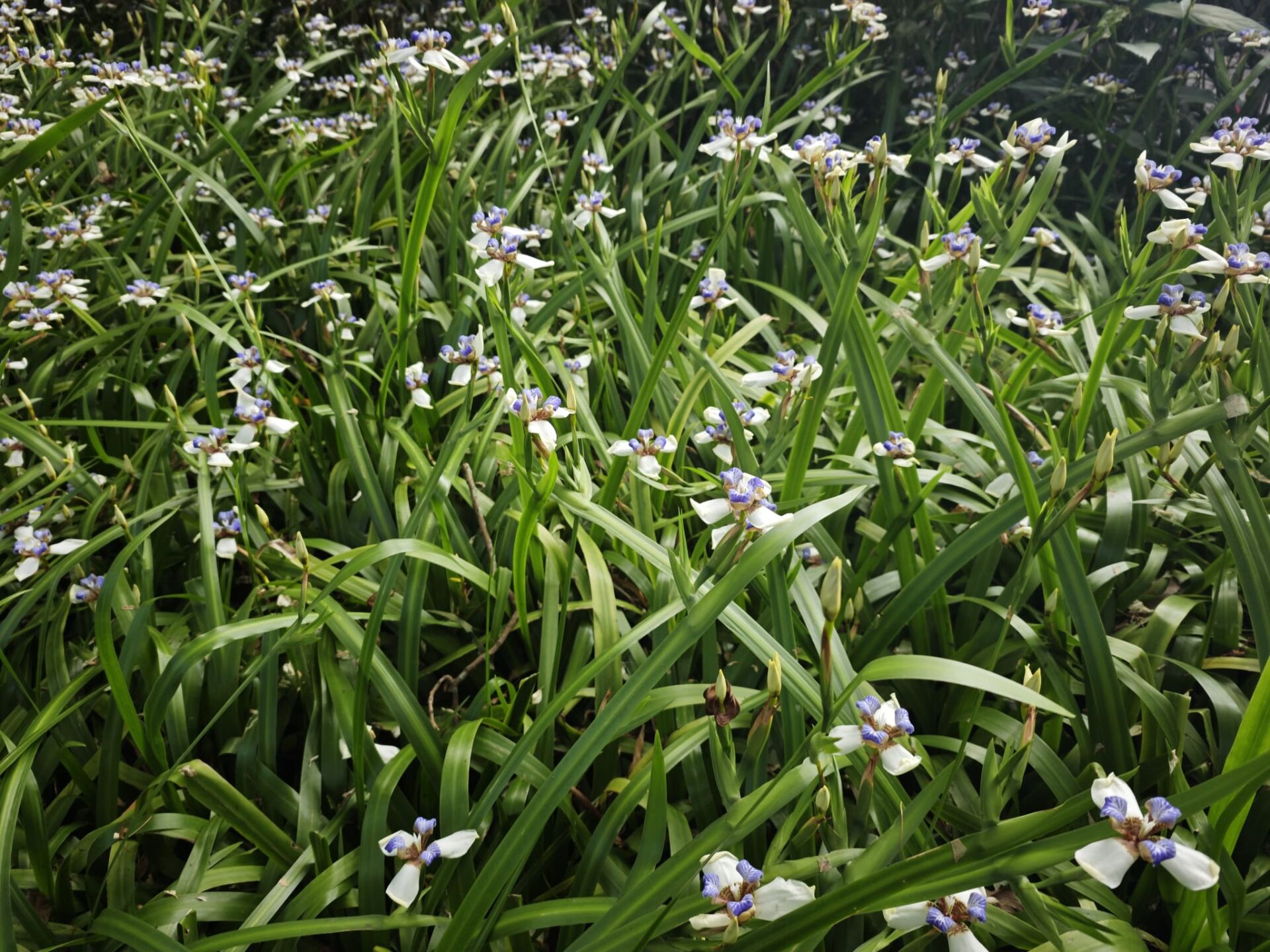 https://www.fa.gov.hk/巴西鳶尾 (馬蝶花)