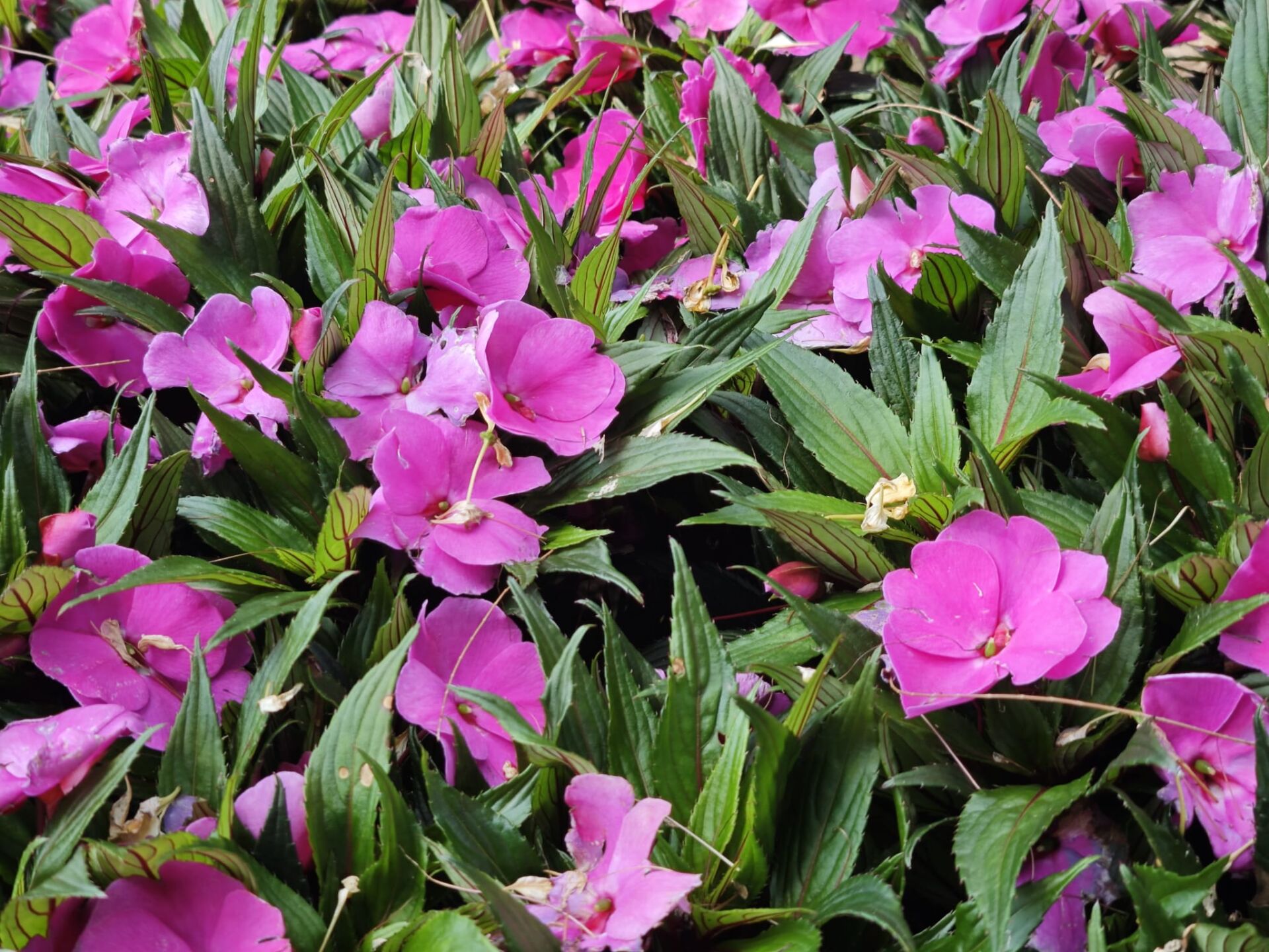 https://www.fa.gov.hk/鳳仙花
