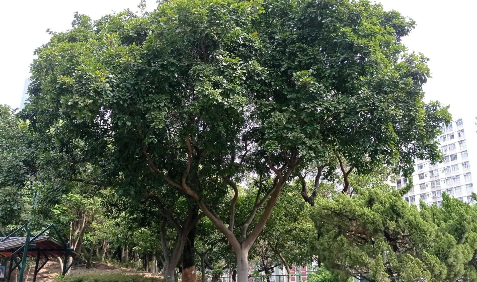 https://www.fa.gov.hk/水黃皮
