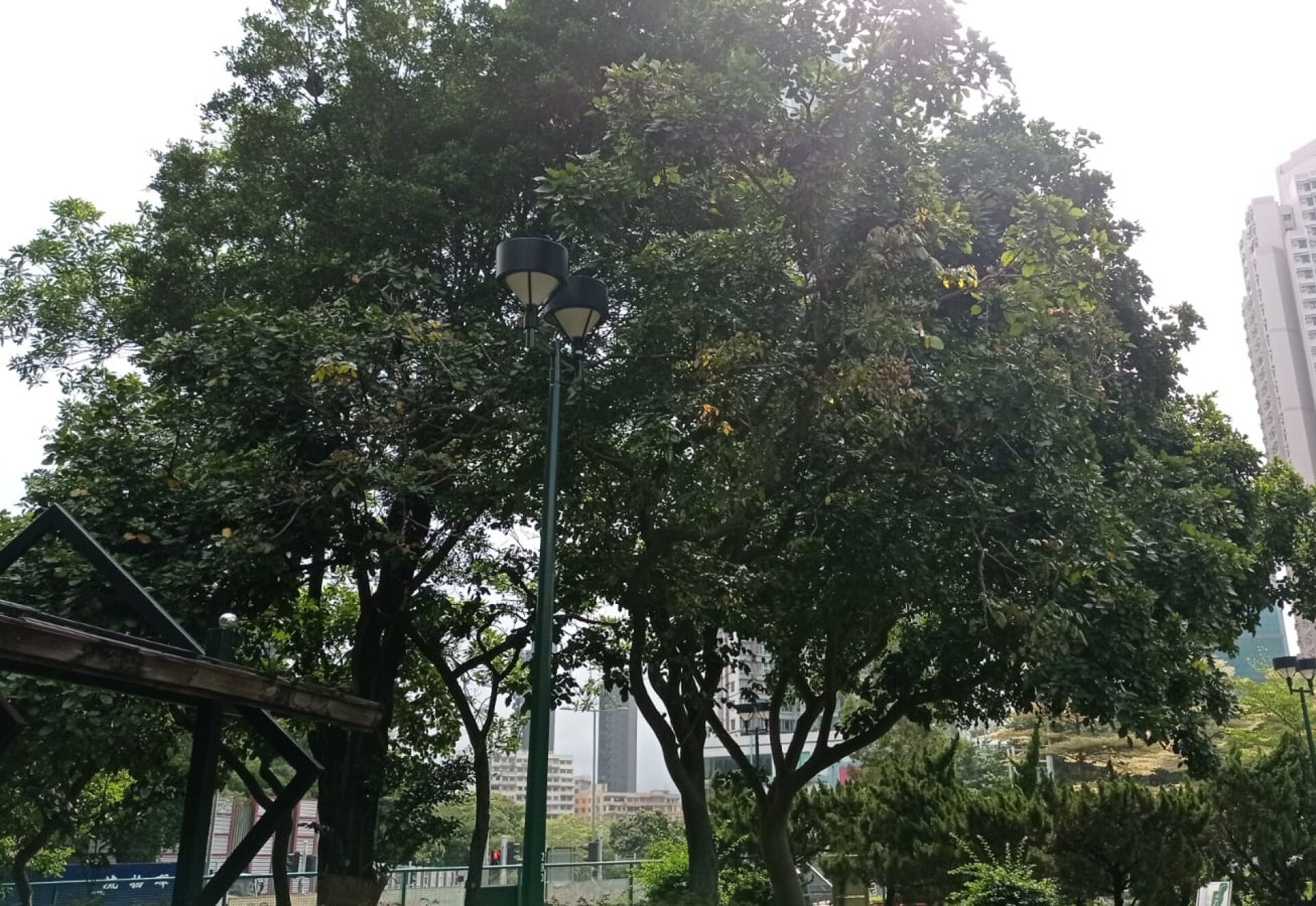 https://www.fa.gov.hk/水黃皮
