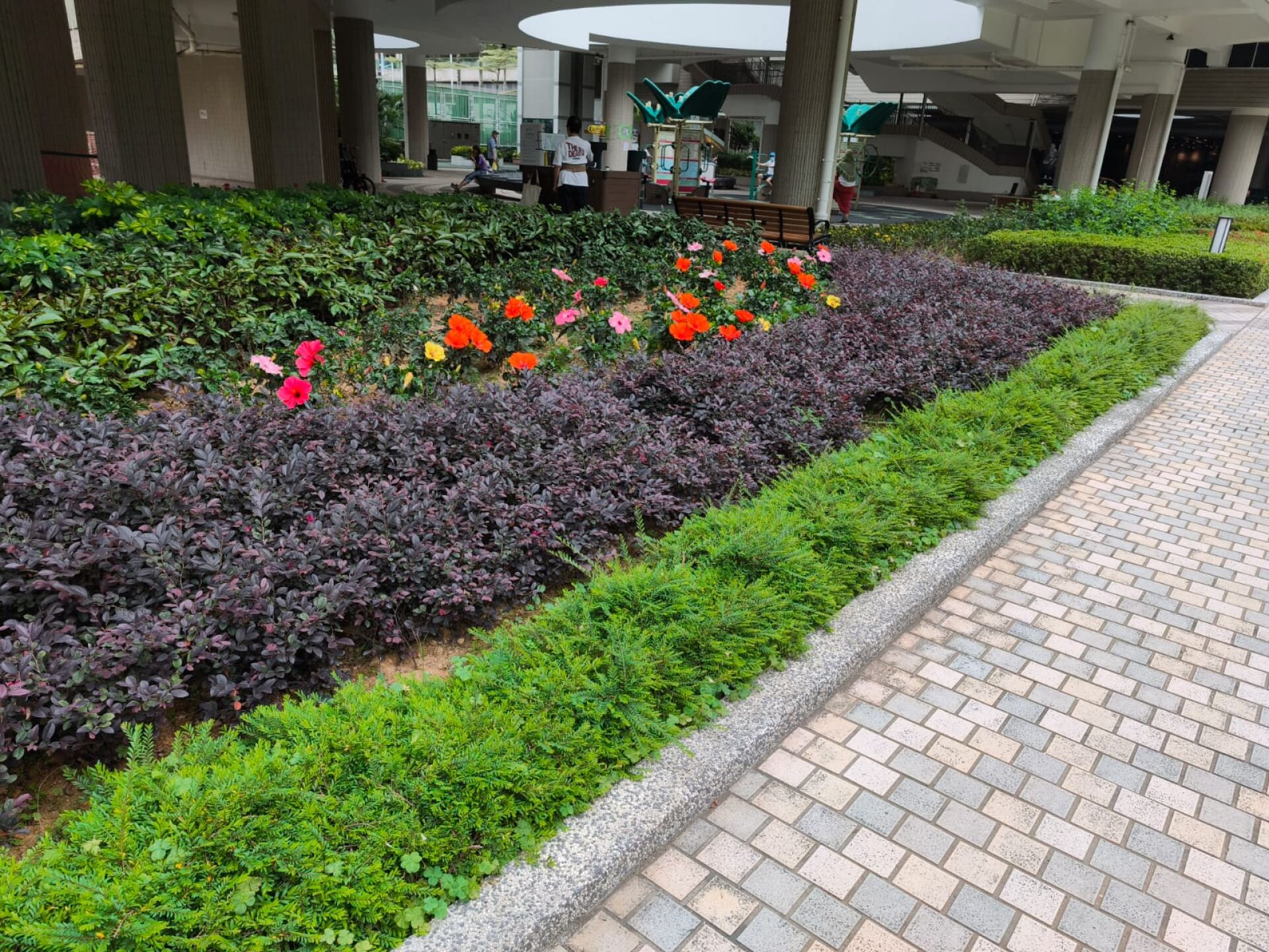 https://www.fa.gov.hk/朱槿(扶桑、大紅花)