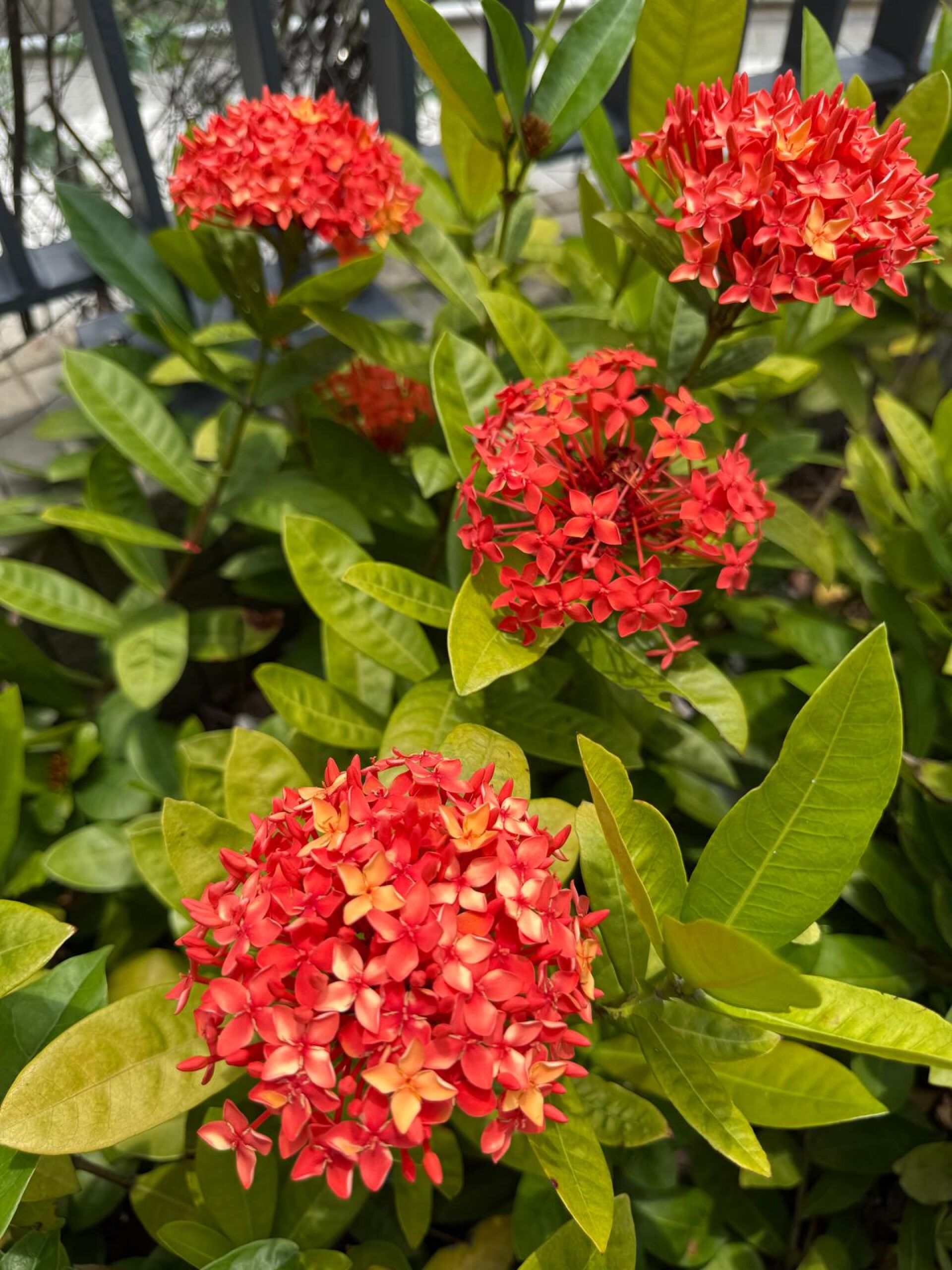 https://www.fa.gov.hk/細葉龍船花