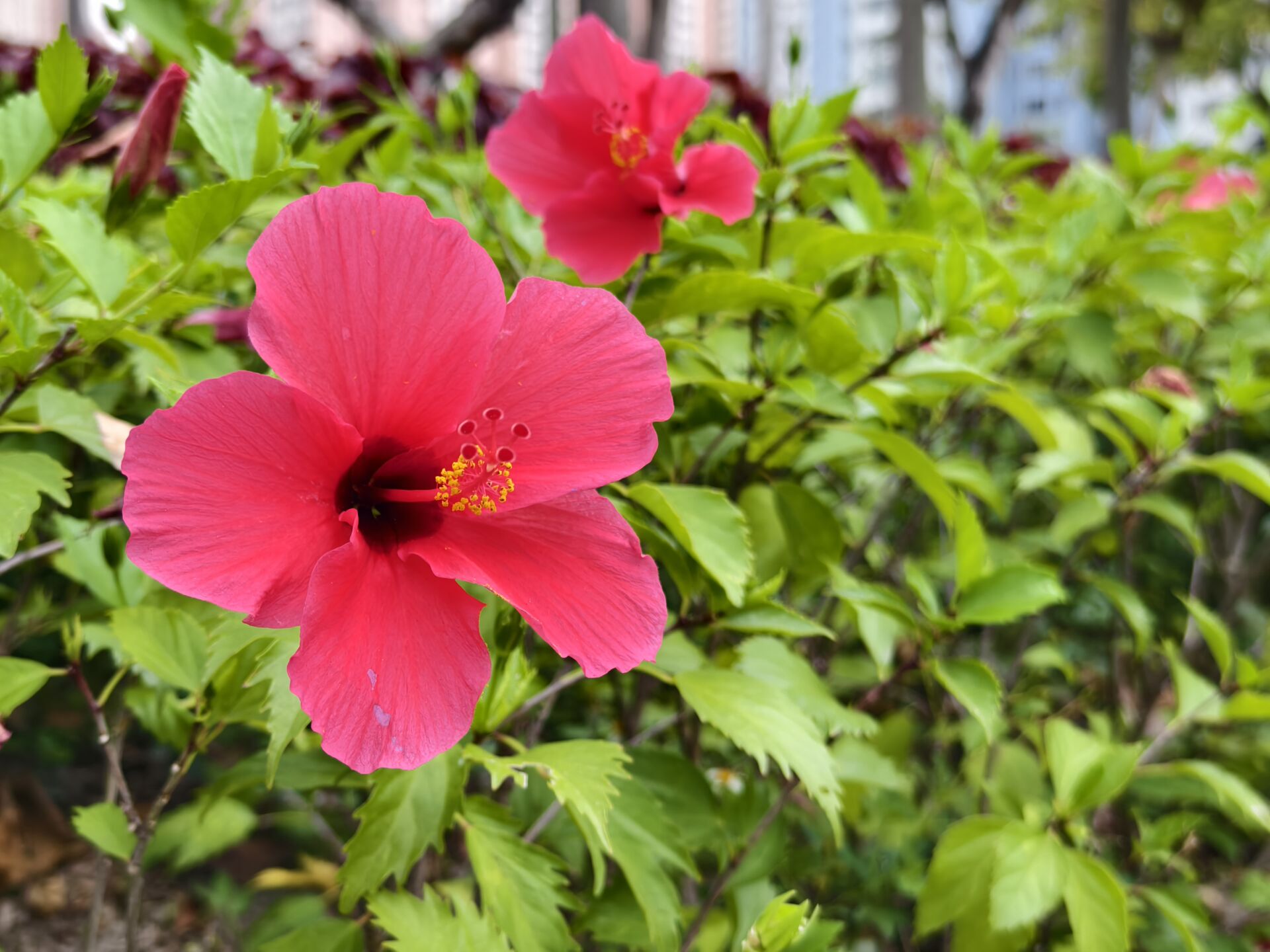 https://www.fa.gov.hk/朱槿(扶桑、大紅花)