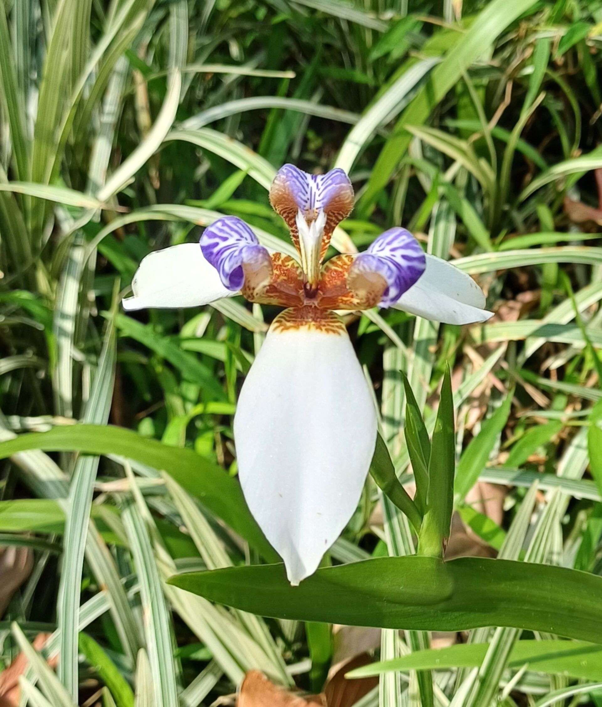 https://www.fa.gov.hk/巴西鳶尾 (馬蝶花)