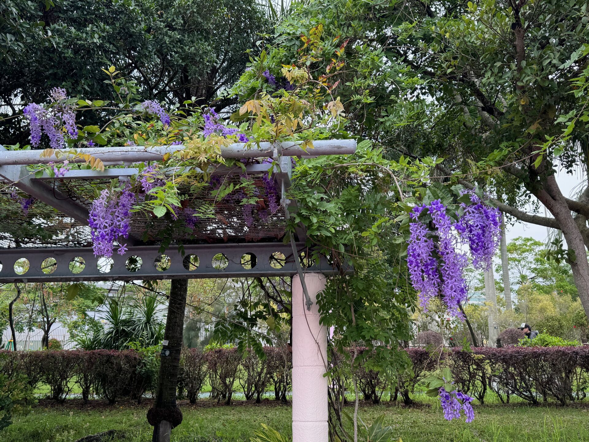 https://www.fa.gov.hk/藍花藤(錫葉藤)