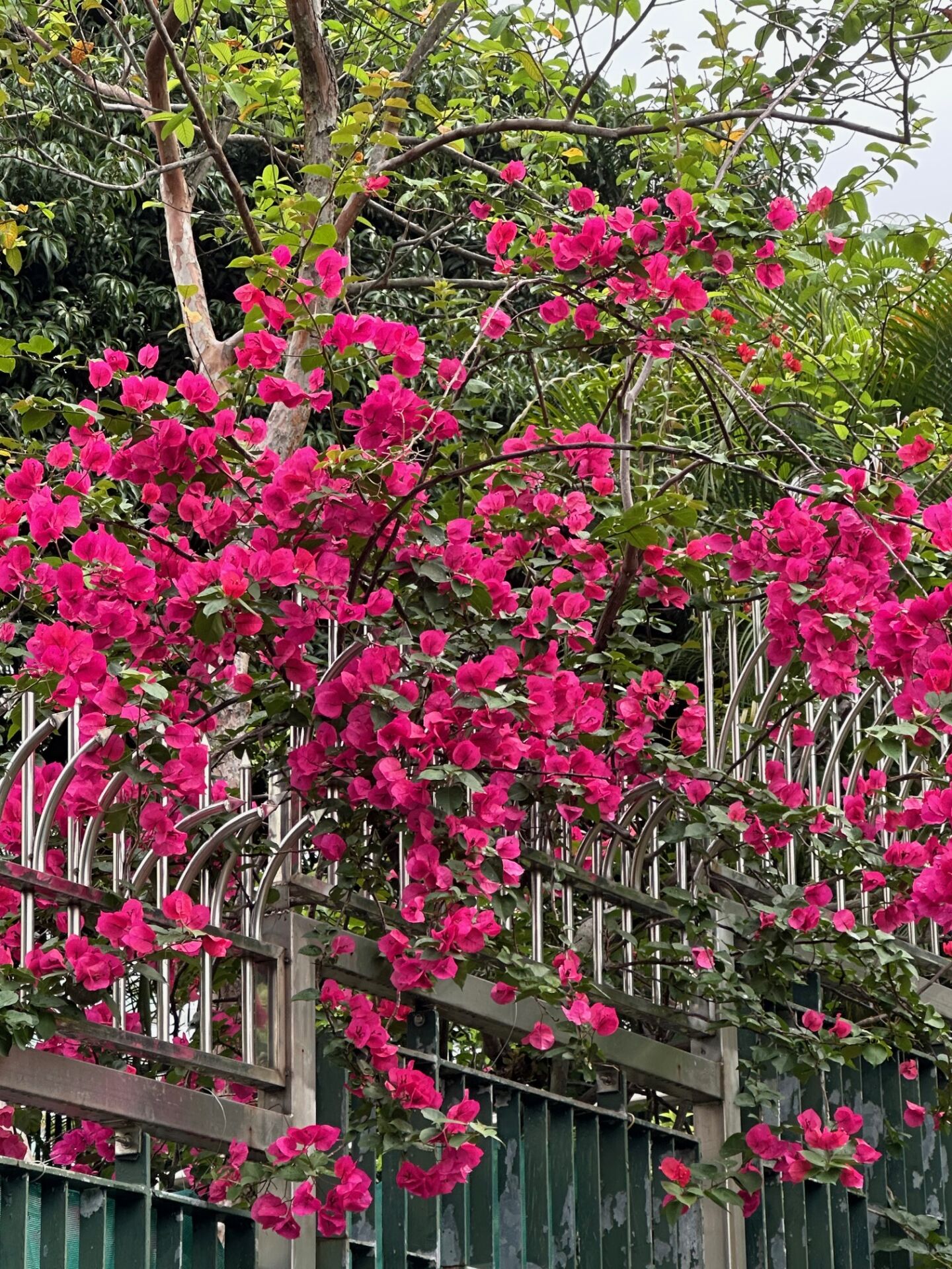 https://www.fa.gov.hk/葉子花(簕杜鵑)