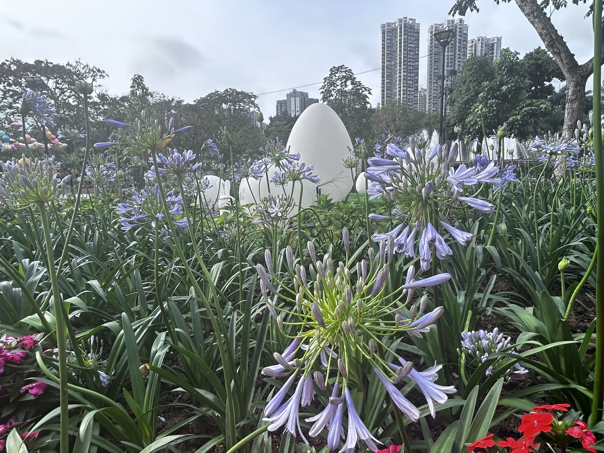 https://www.fa.gov.hk/百子蓮