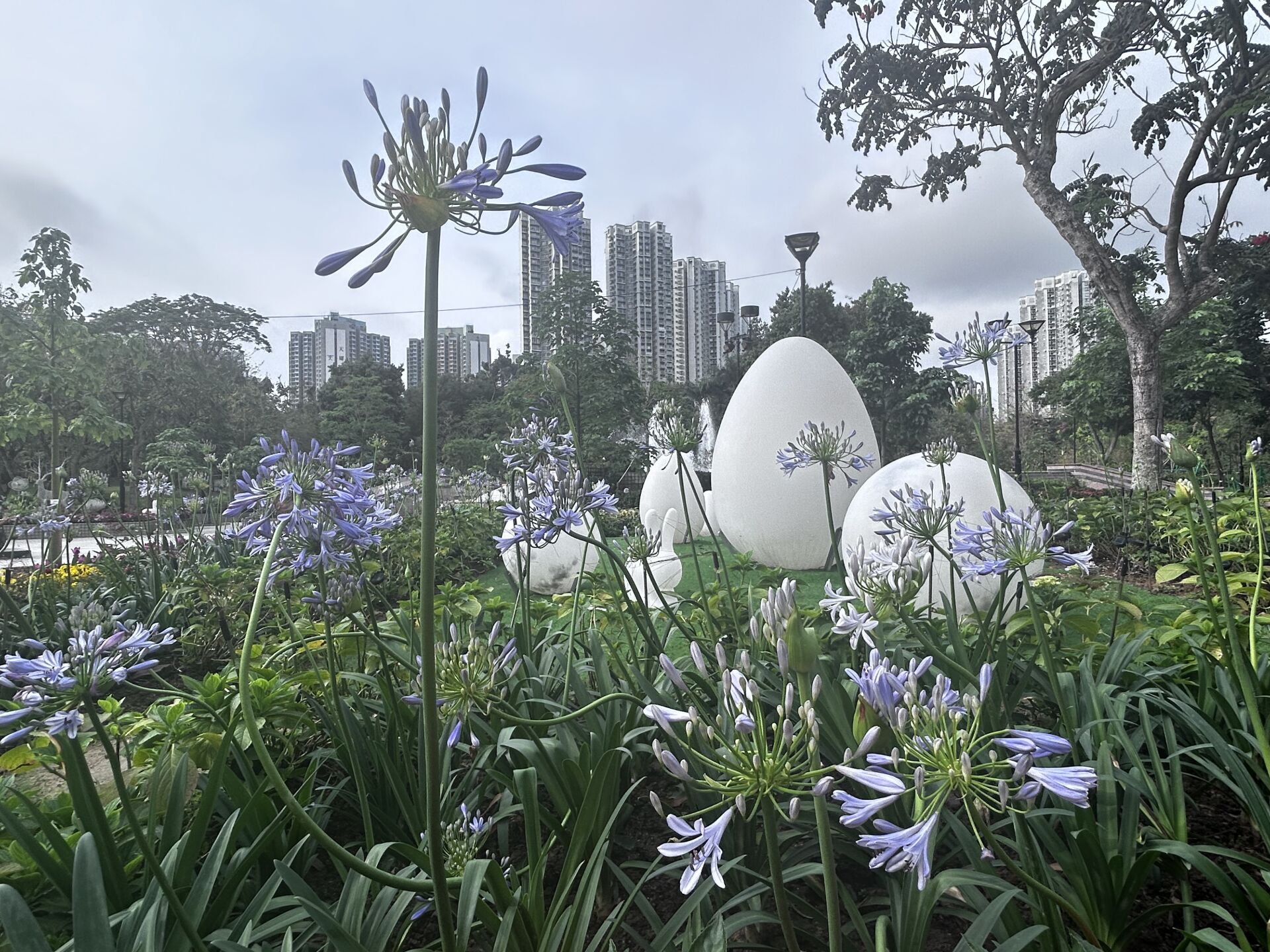 https://www.fa.gov.hk/百子蓮