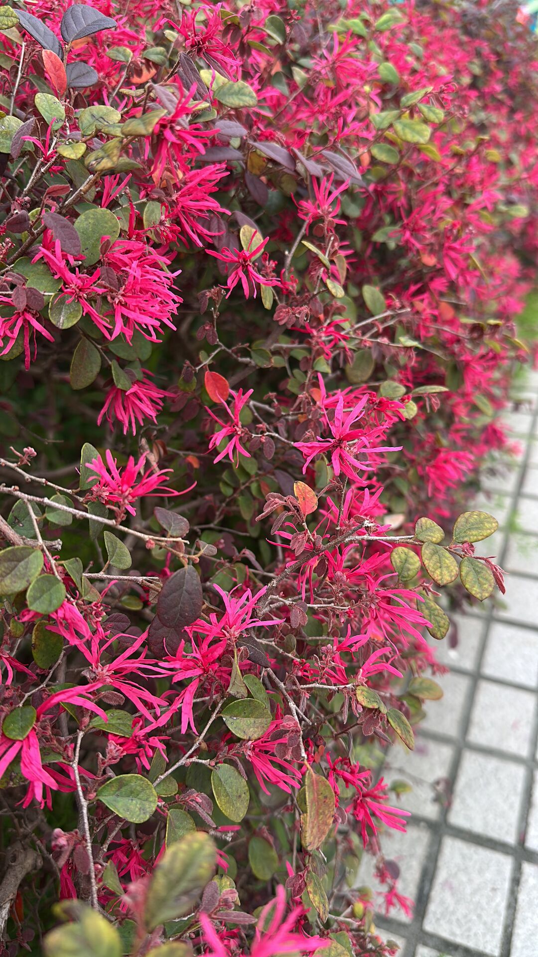 https://www.fa.gov.hk/紅花檵木