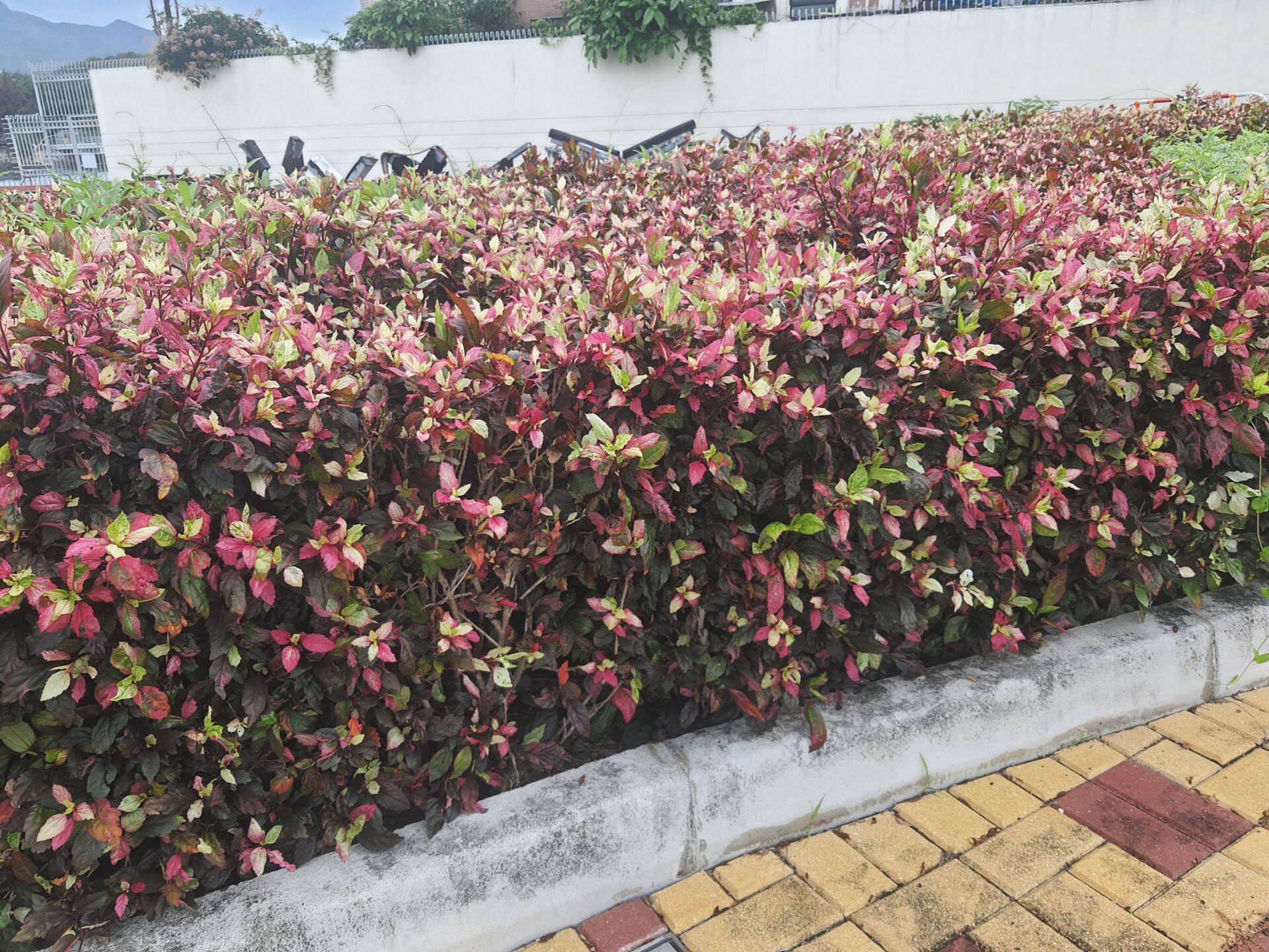 https://www.fa.gov.hk/花葉大紅花