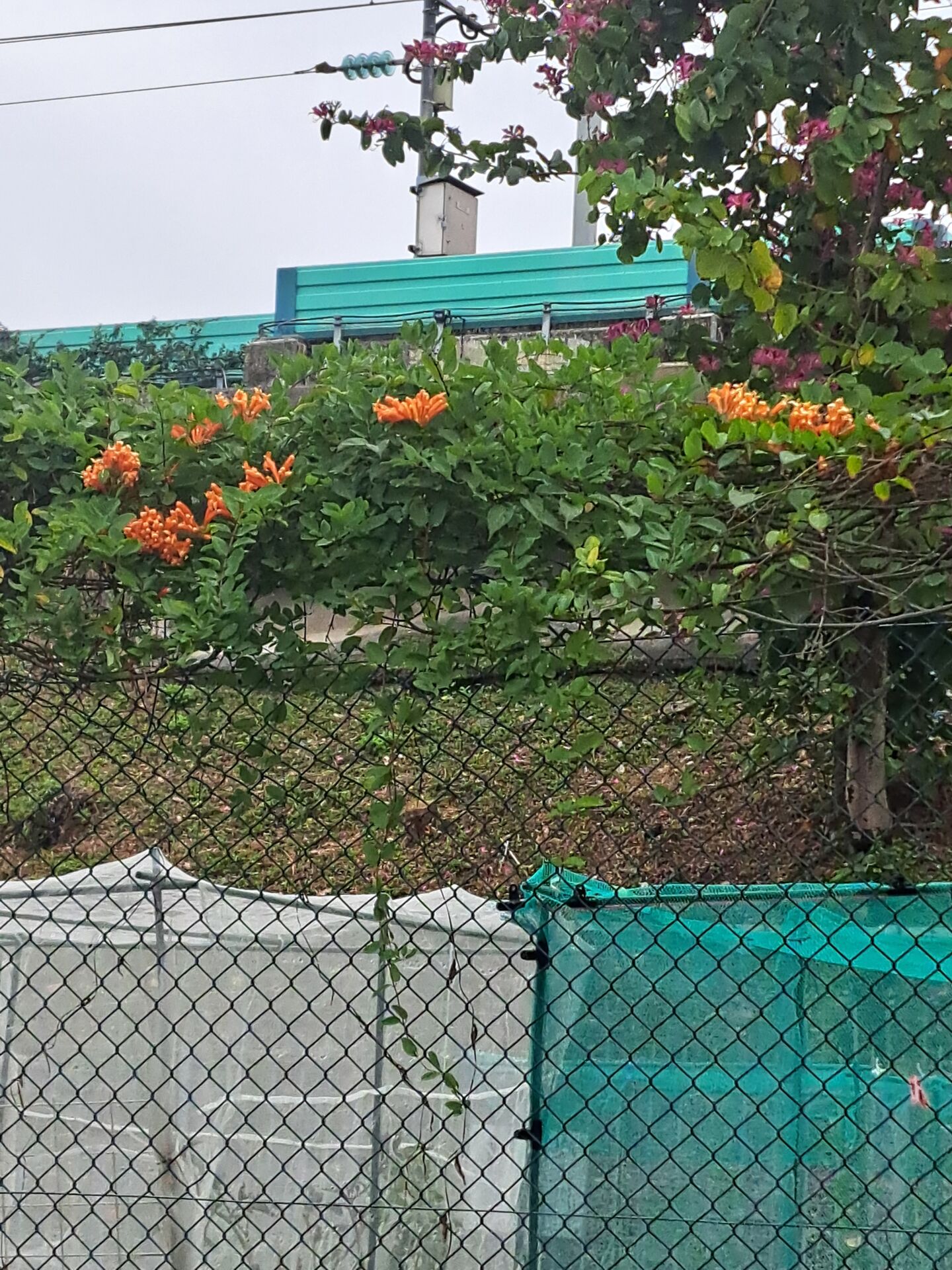https://www.fa.gov.hk/炮仗花