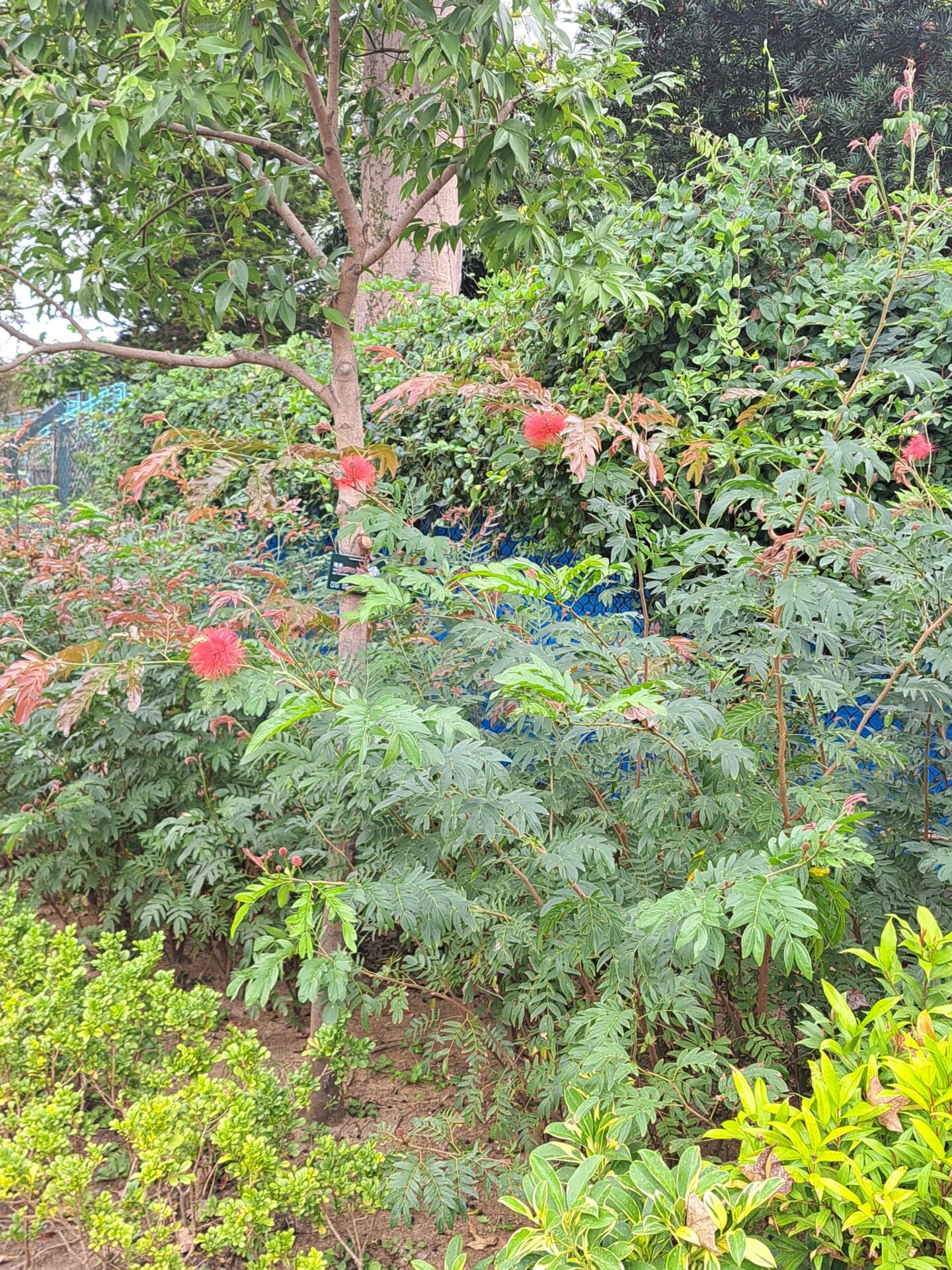 https://www.fa.gov.hk/朱纓花 (紅絨球)
