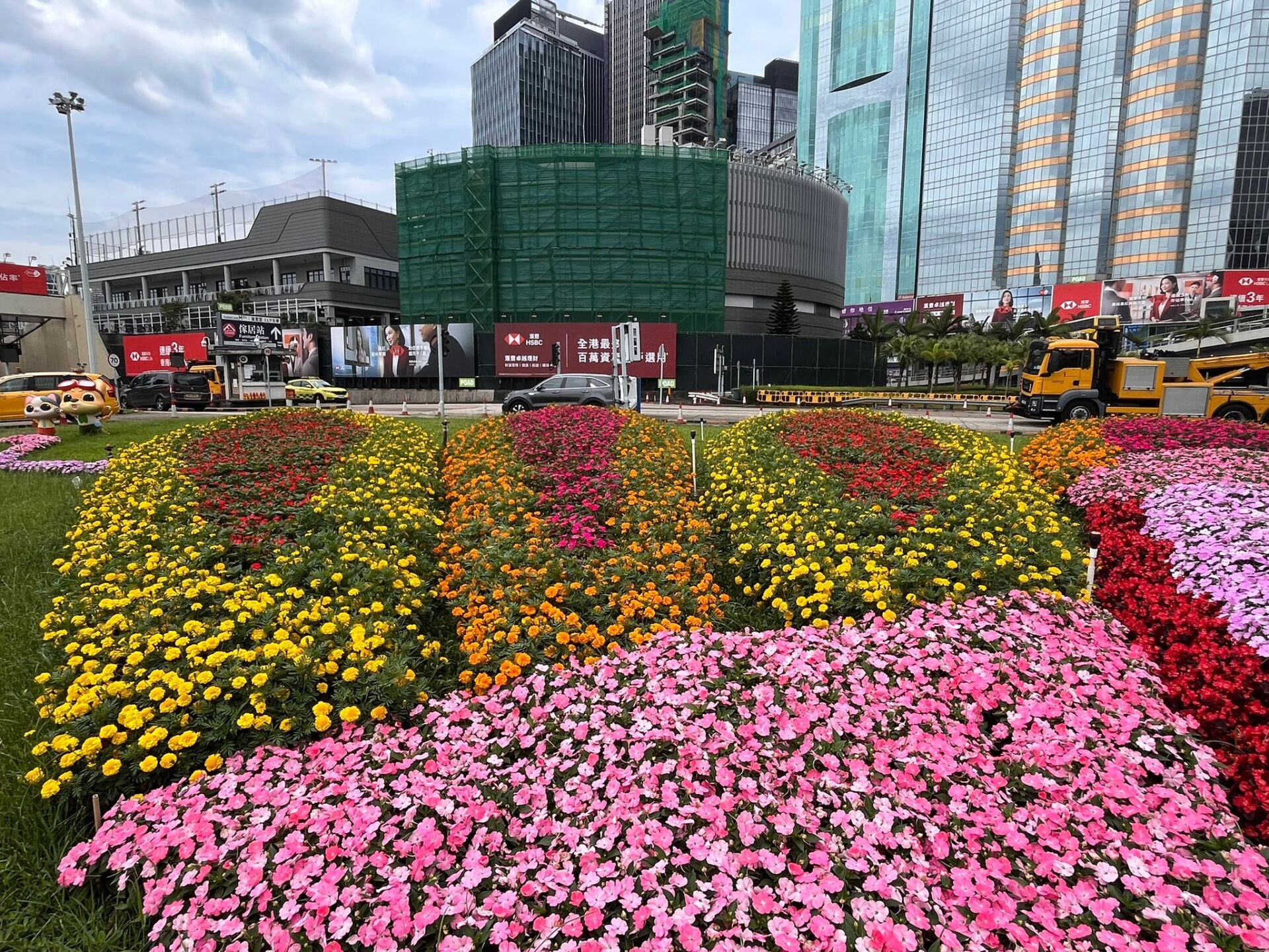https://www.fa.gov.hk/鳳仙花, 萬壽菊
