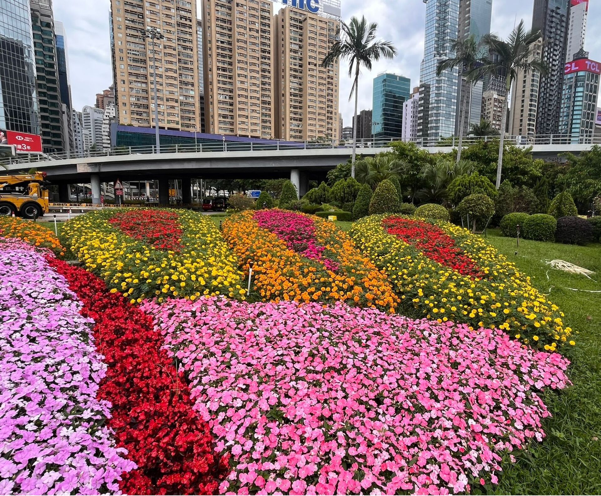 https://www.fa.gov.hk/鳳仙花, 萬壽菊