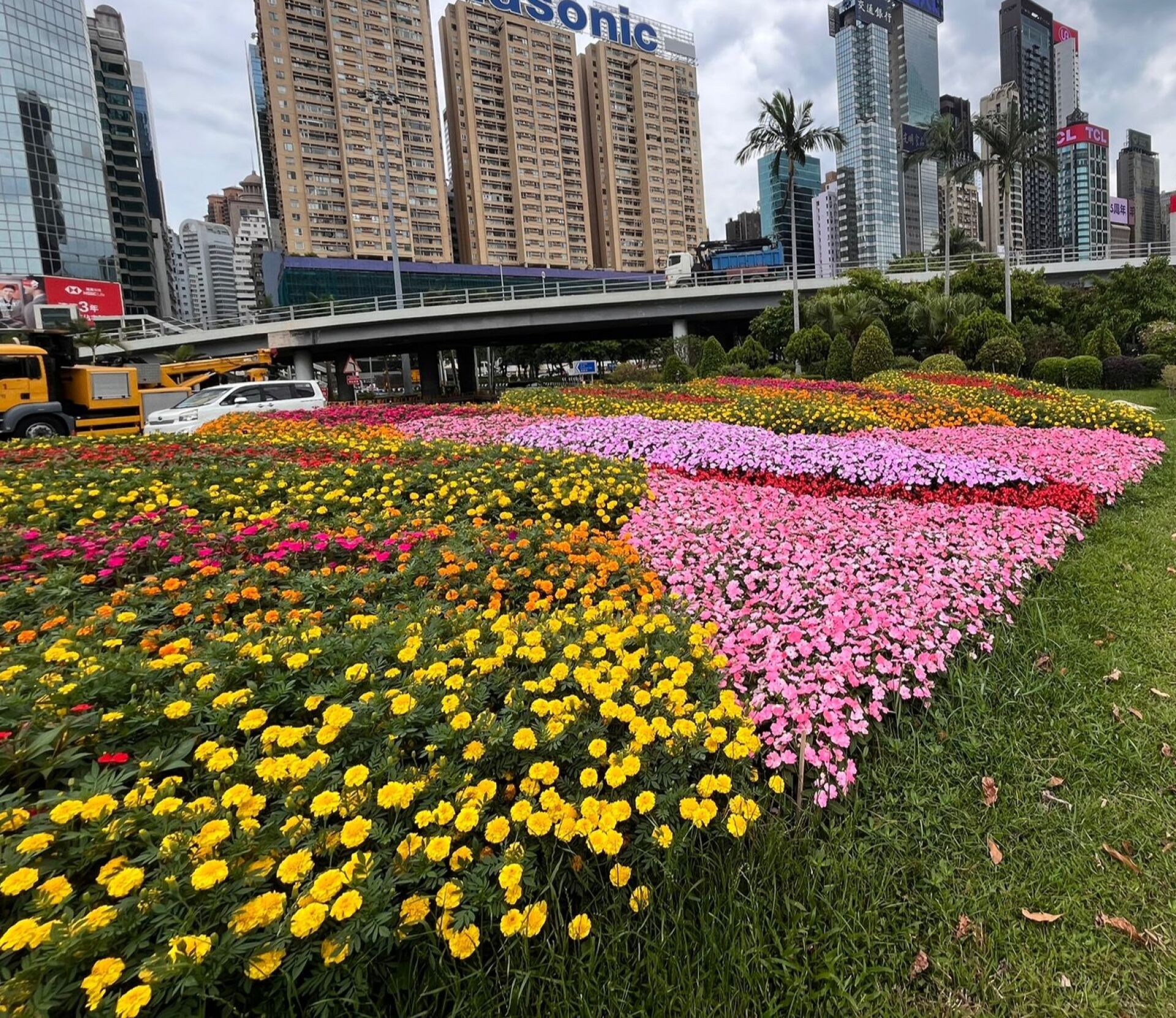 https://www.fa.gov.hk/鳳仙花, 萬壽菊