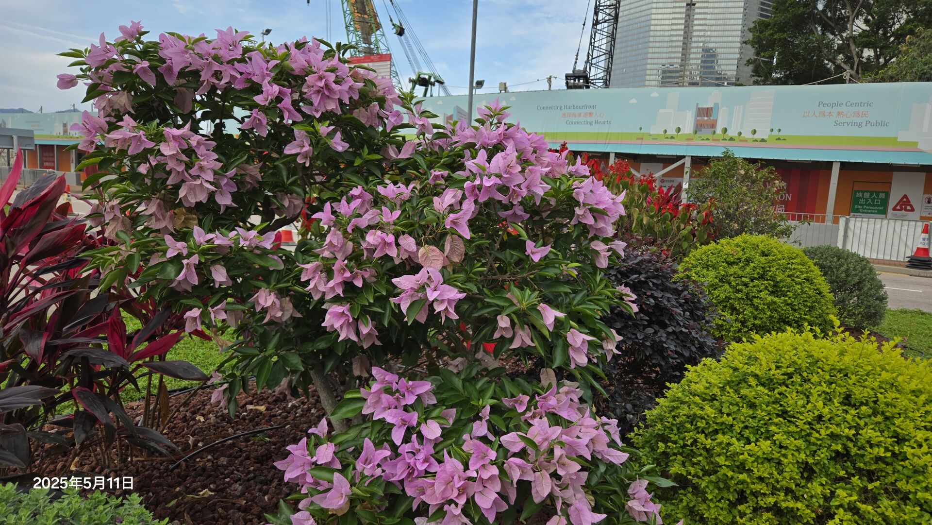 https://www.fa.gov.hk/葉子花(簕杜鵑)