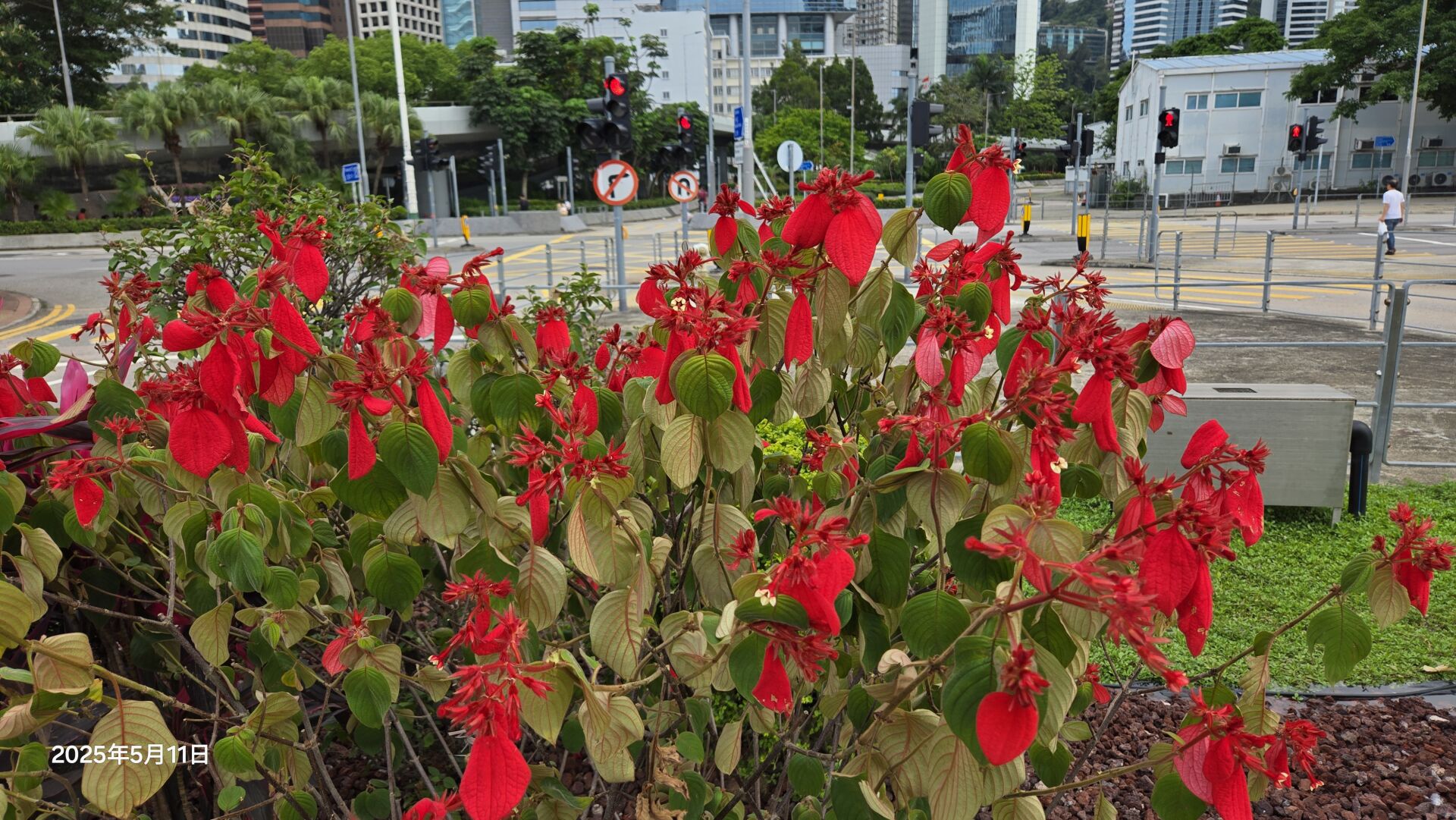 https://www.fa.gov.hk/紅葉金花 (紅紙扇)
