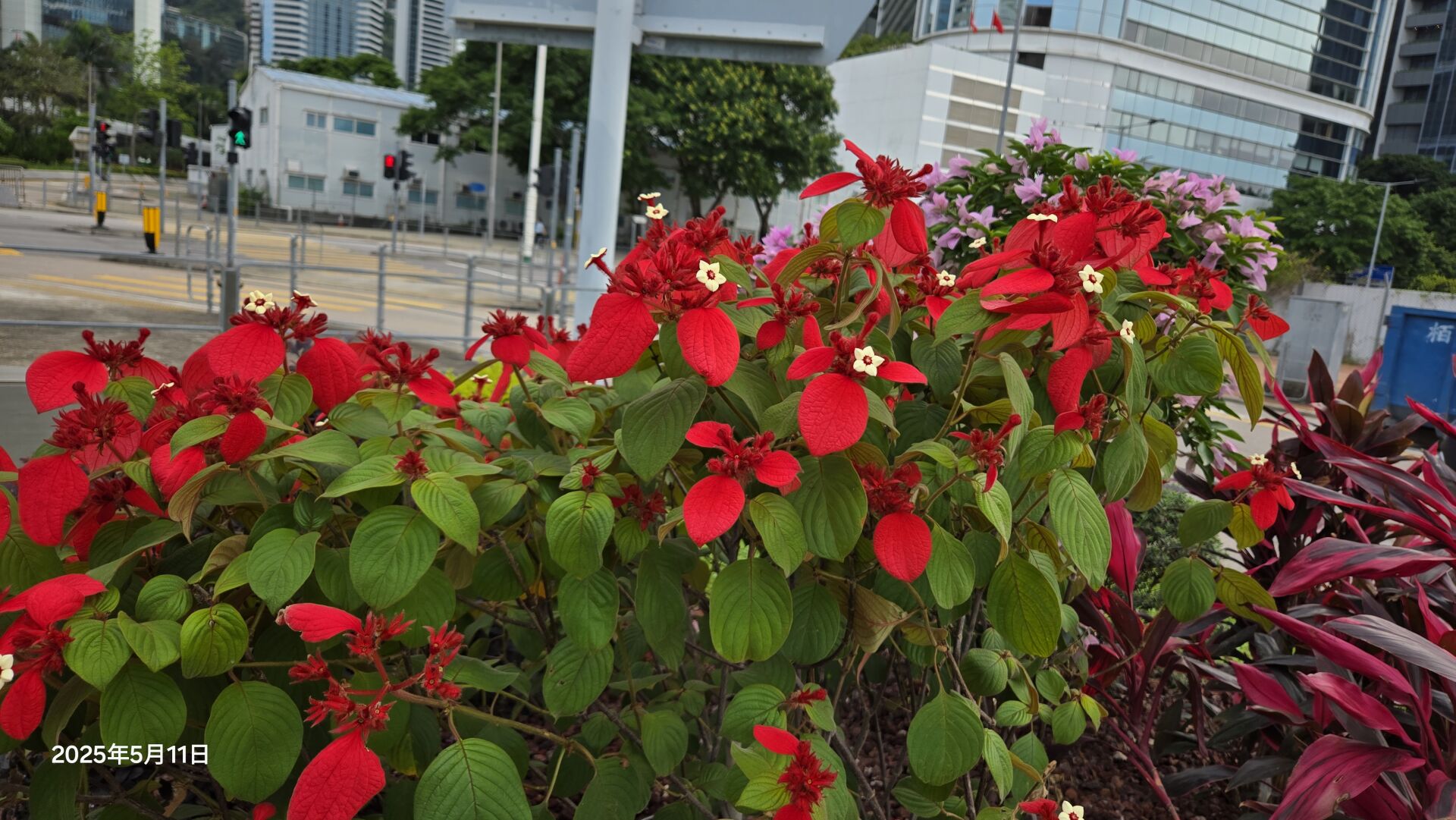 https://www.fa.gov.hk/紅葉金花 (紅紙扇)