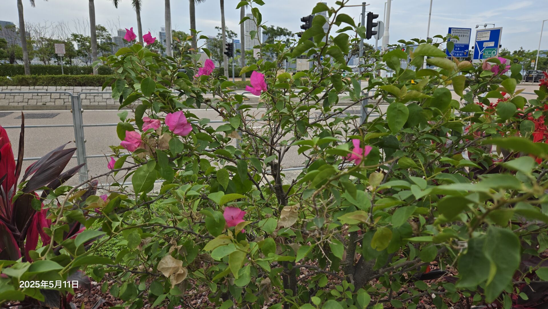 https://www.fa.gov.hk/葉子花(簕杜鵑)