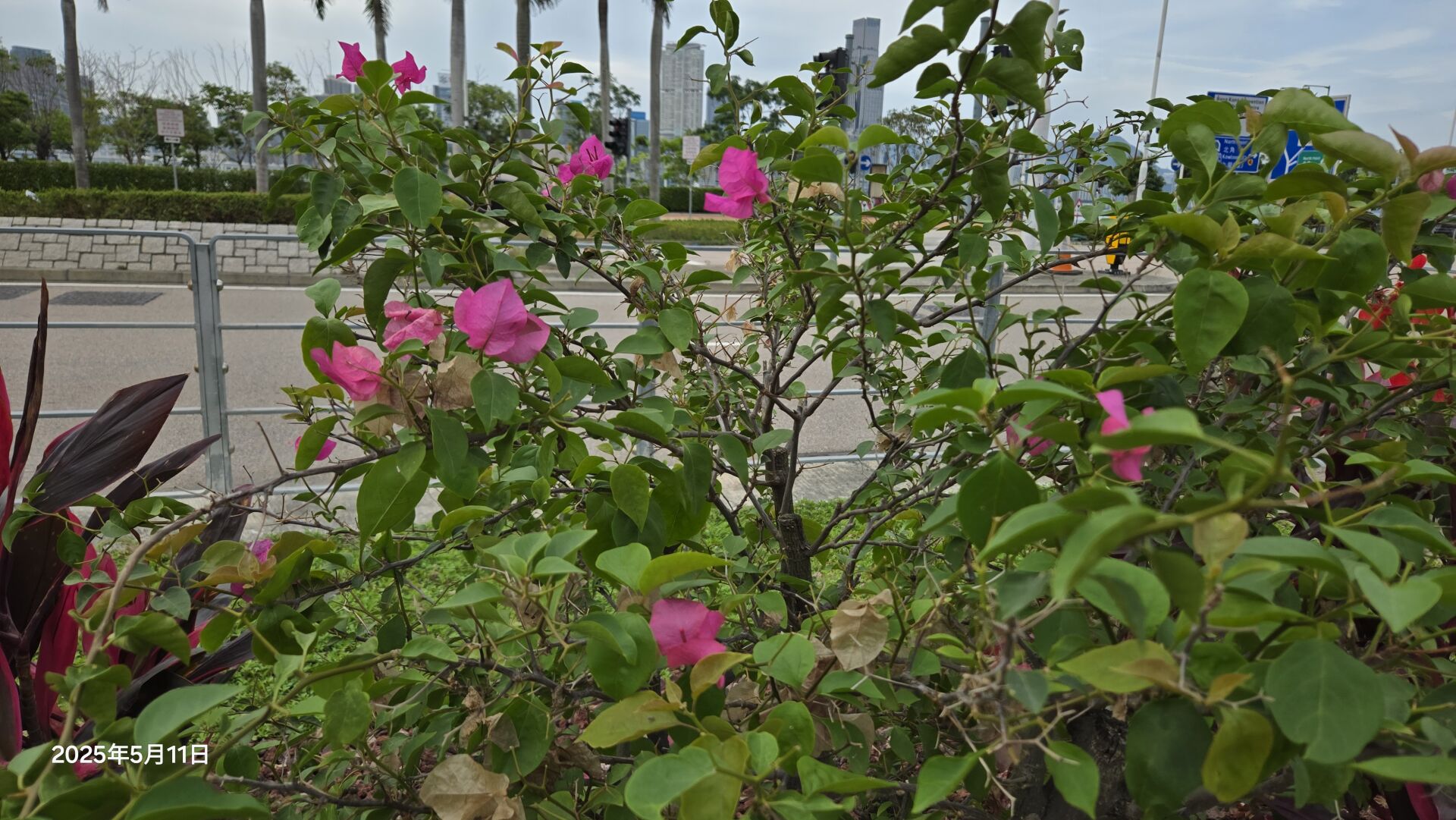 https://www.fa.gov.hk/葉子花(簕杜鵑)