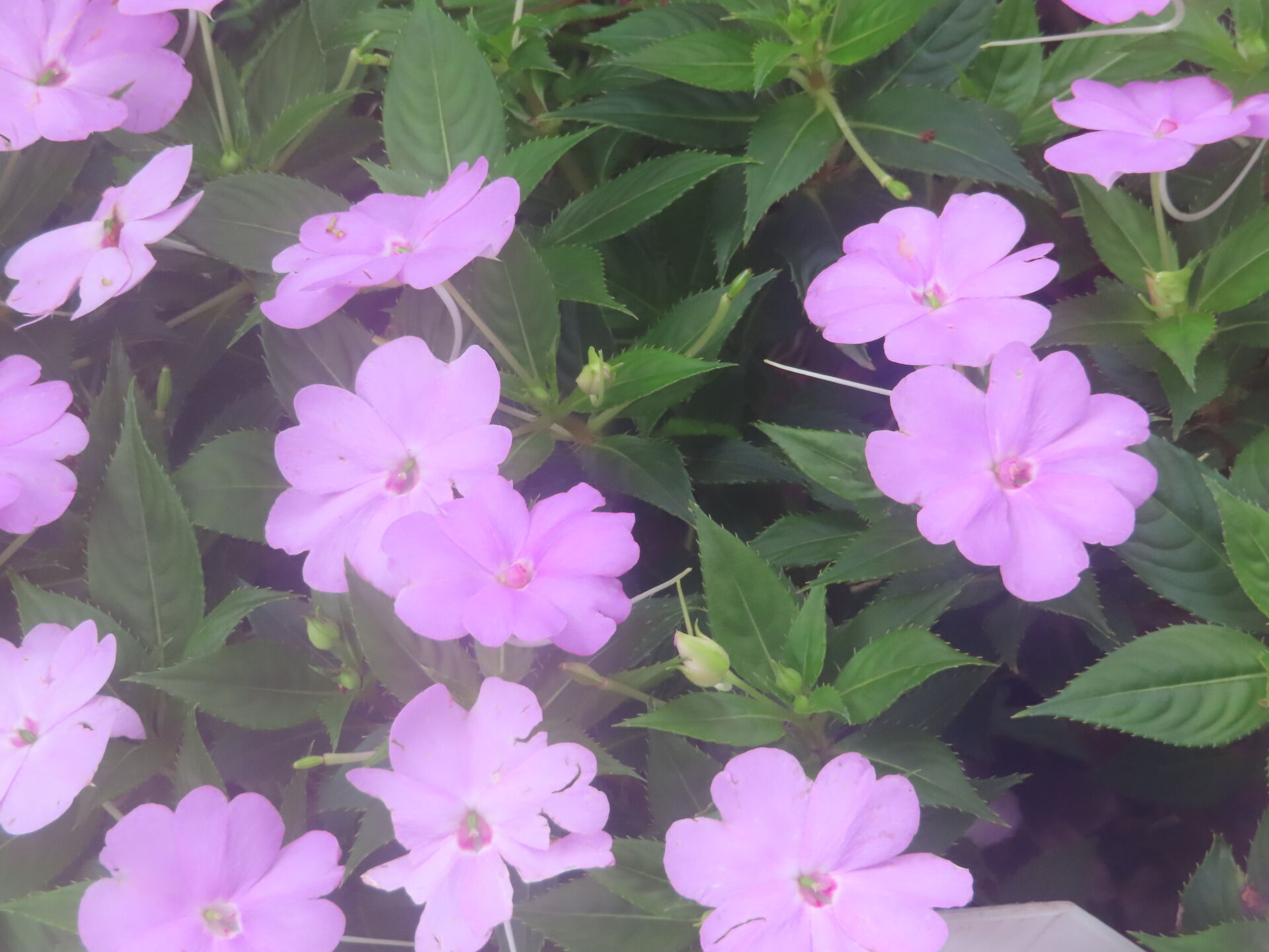https://www.fa.gov.hk/鳳仙花