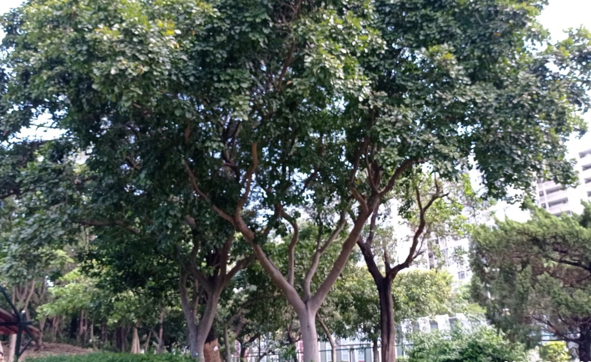 https://www.fa.gov.hk/水黃皮