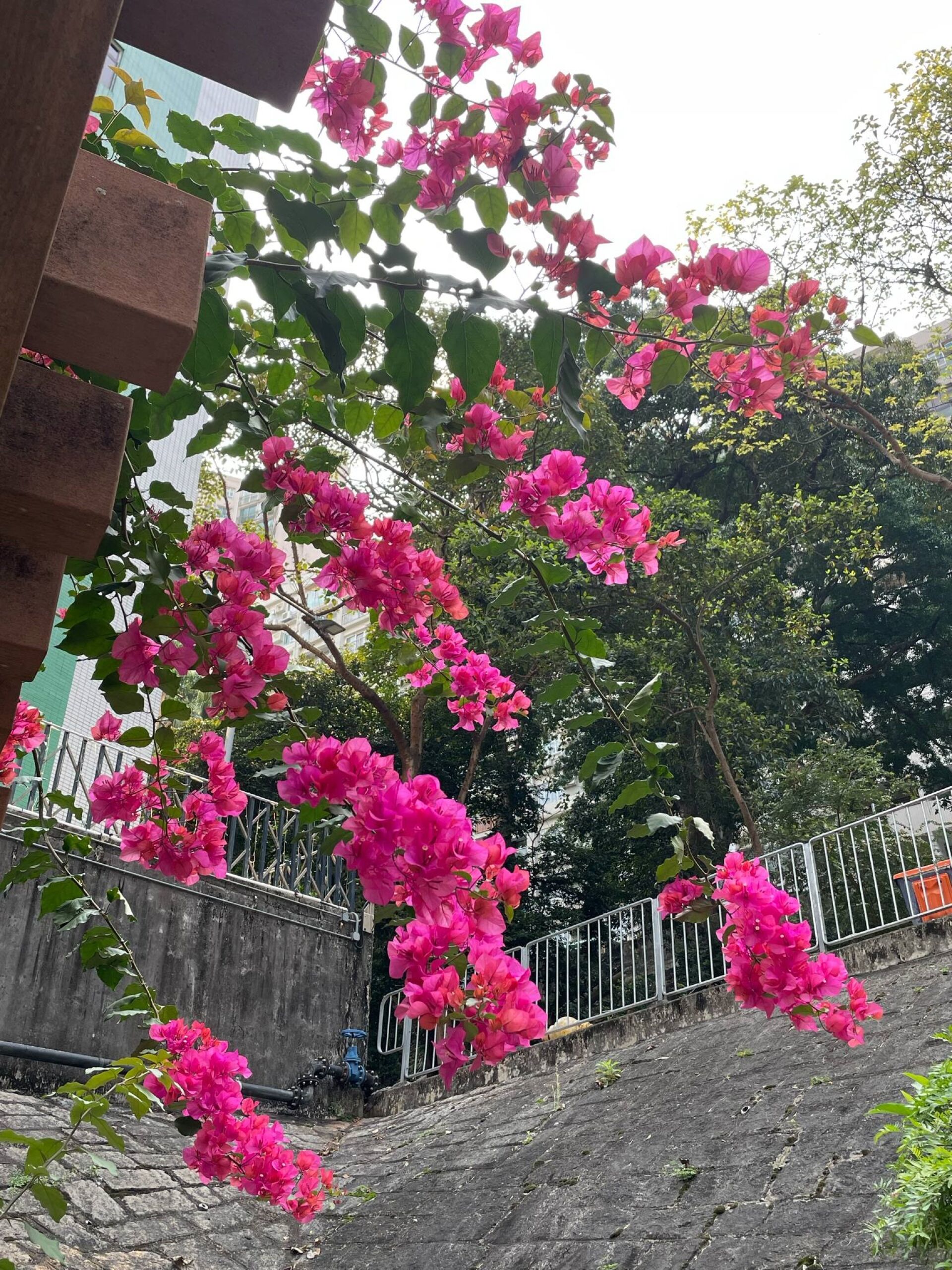 https://www.fa.gov.hk/葉子花(簕杜鵑)