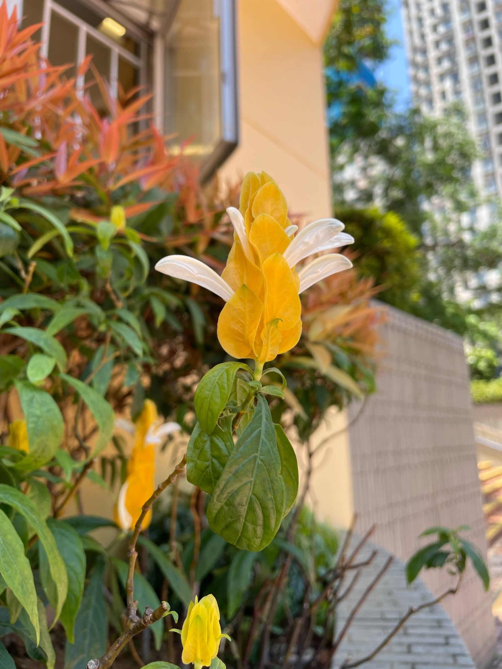 https://www.fa.gov.hk/金苞花(黃鴨咀花)