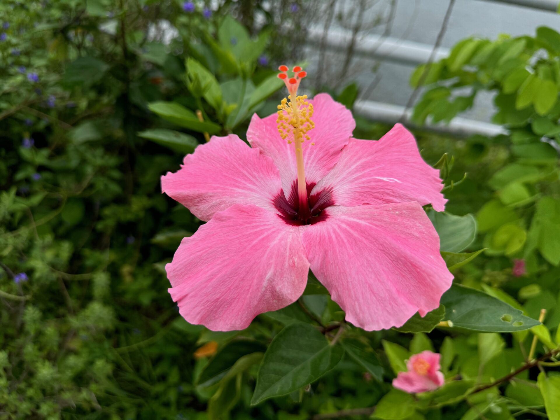 https://www.fa.gov.hk/朱槿(扶桑、大紅花)