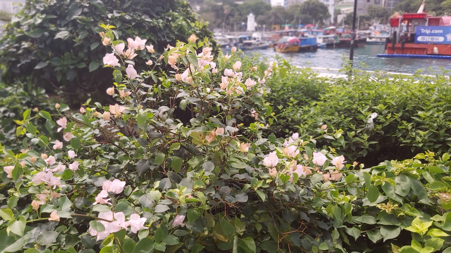 https://www.fa.gov.hk/葉子花(簕杜鵑)