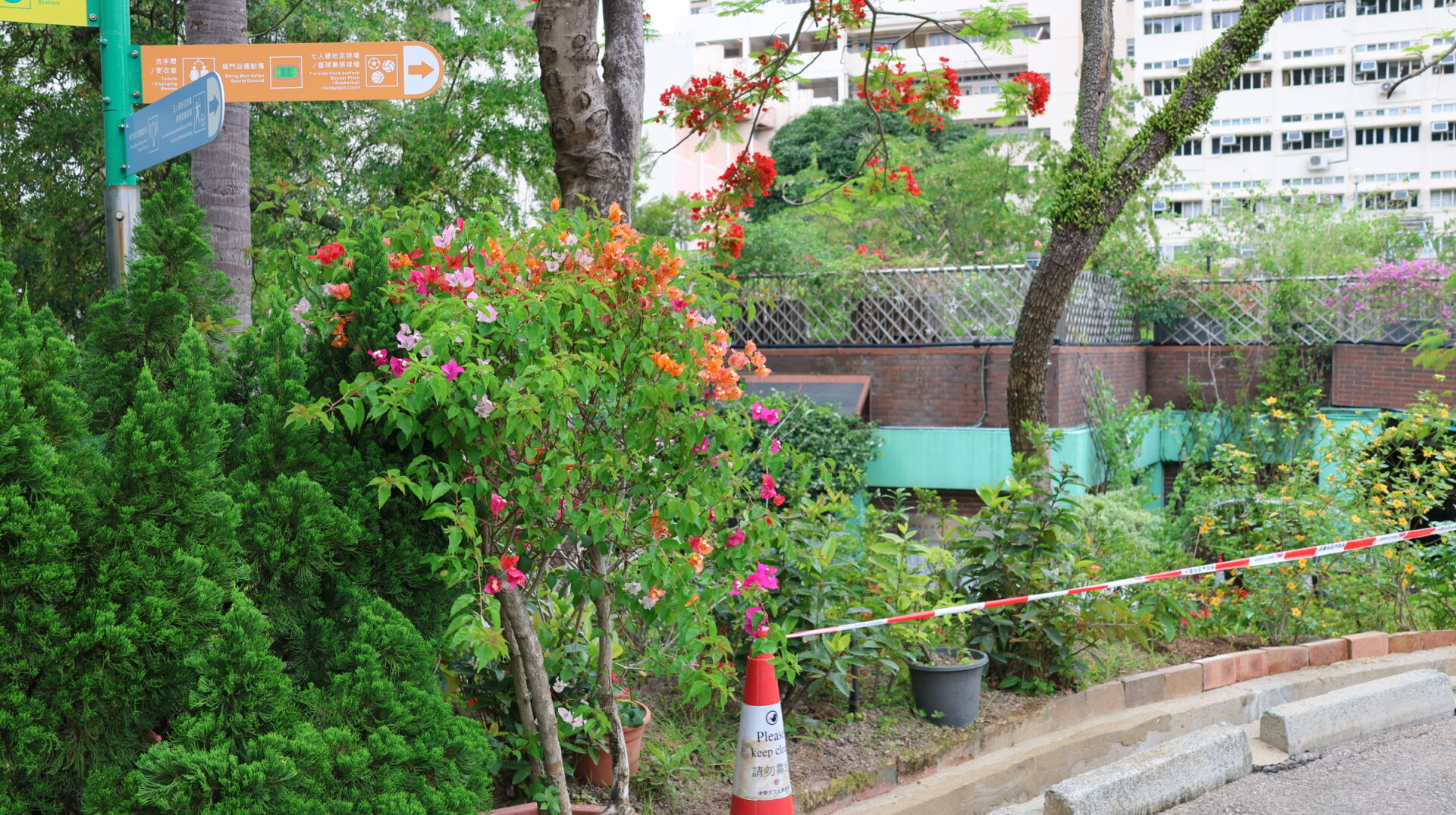 https://www.fa.gov.hk/葉子花(簕杜鵑)