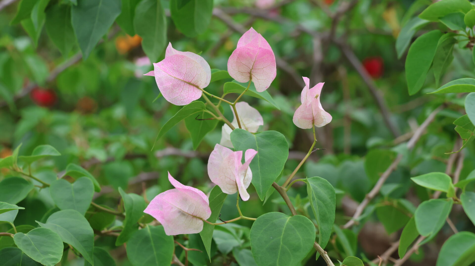https://www.fa.gov.hk/葉子花(簕杜鵑)